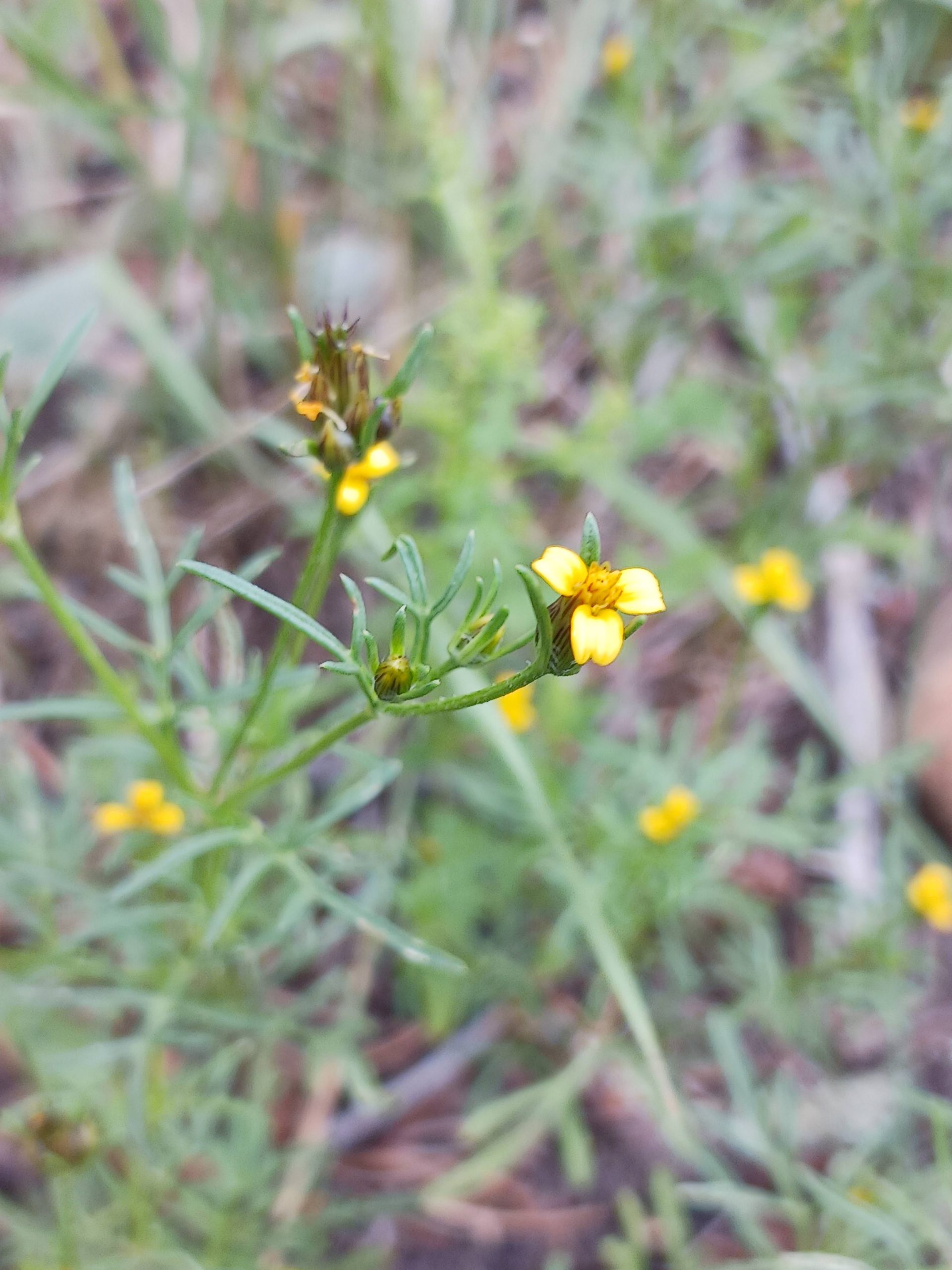 Heterosperma pinnatum