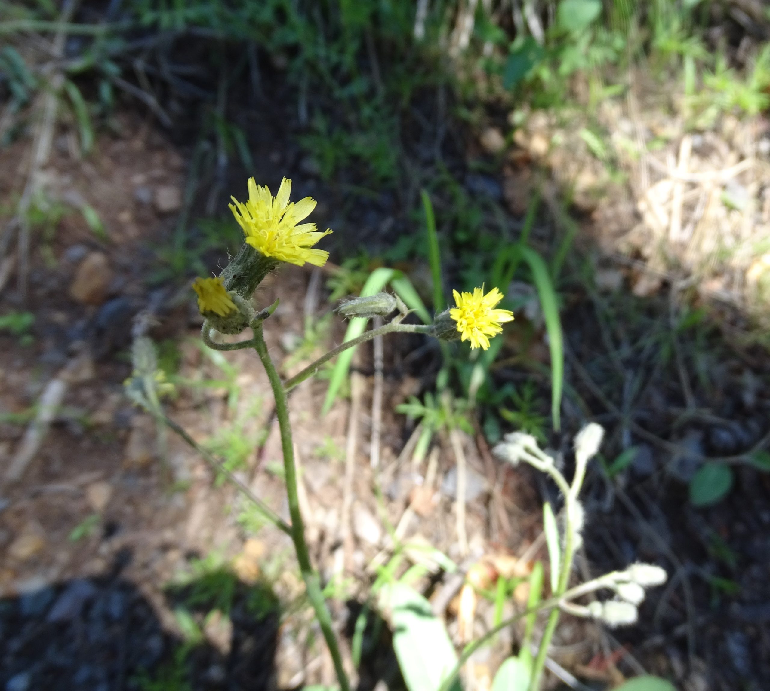 Hieracium fendleri