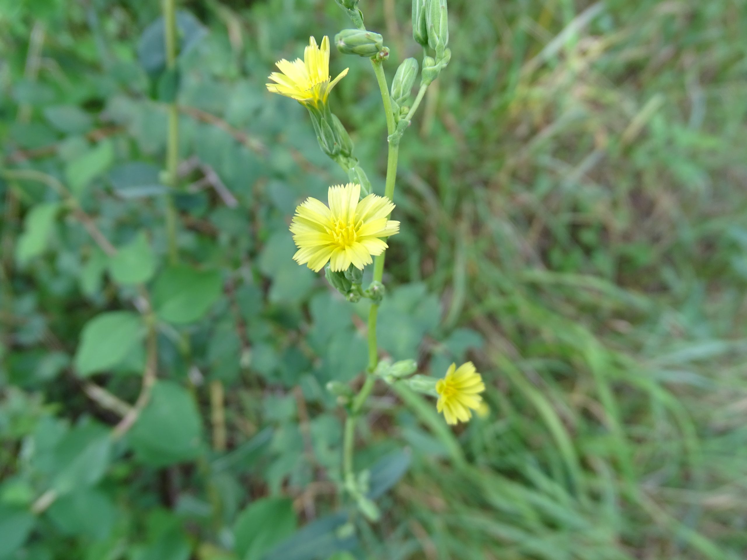 Lactuca serriola