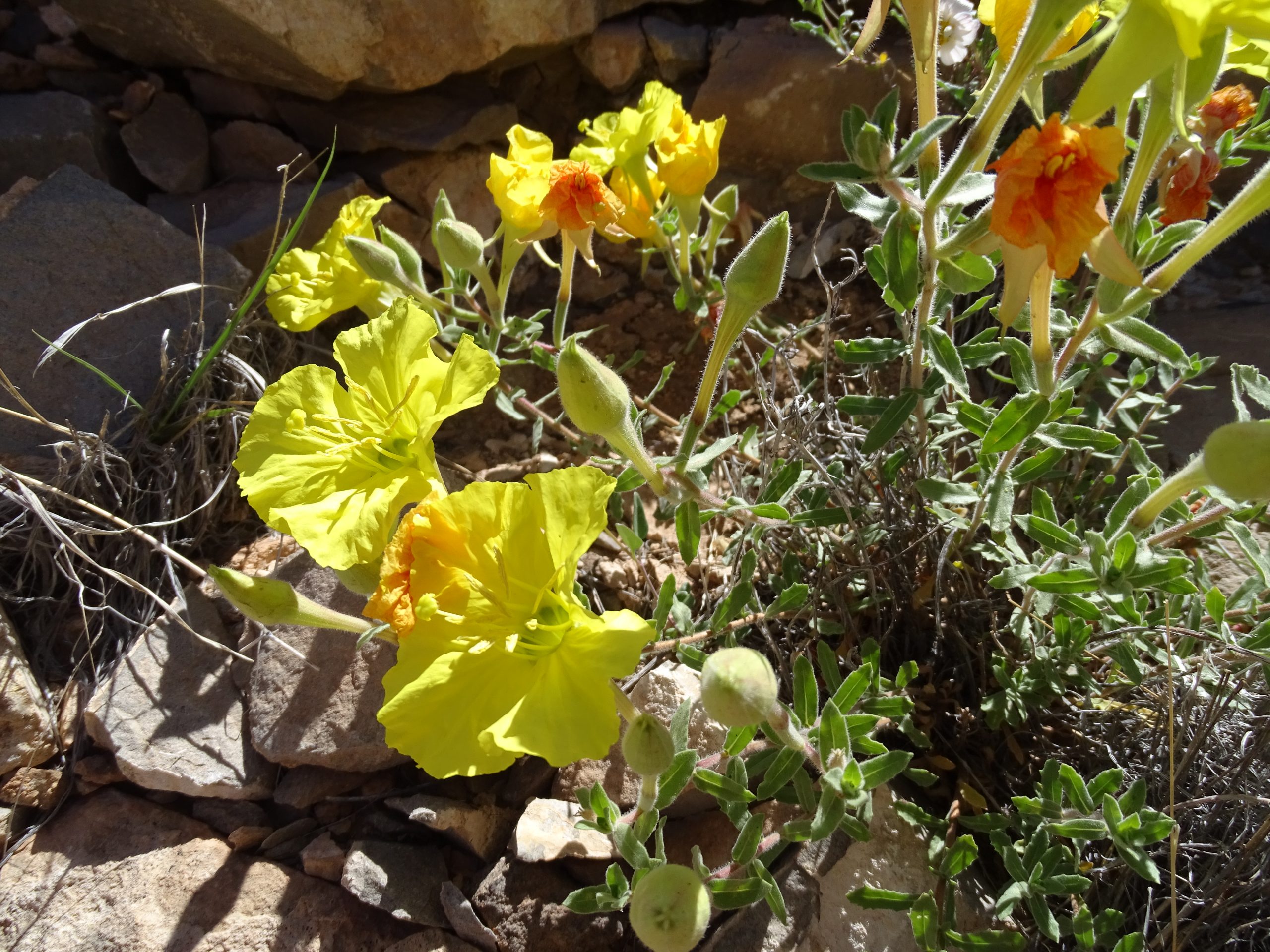Oenothera hartwegii