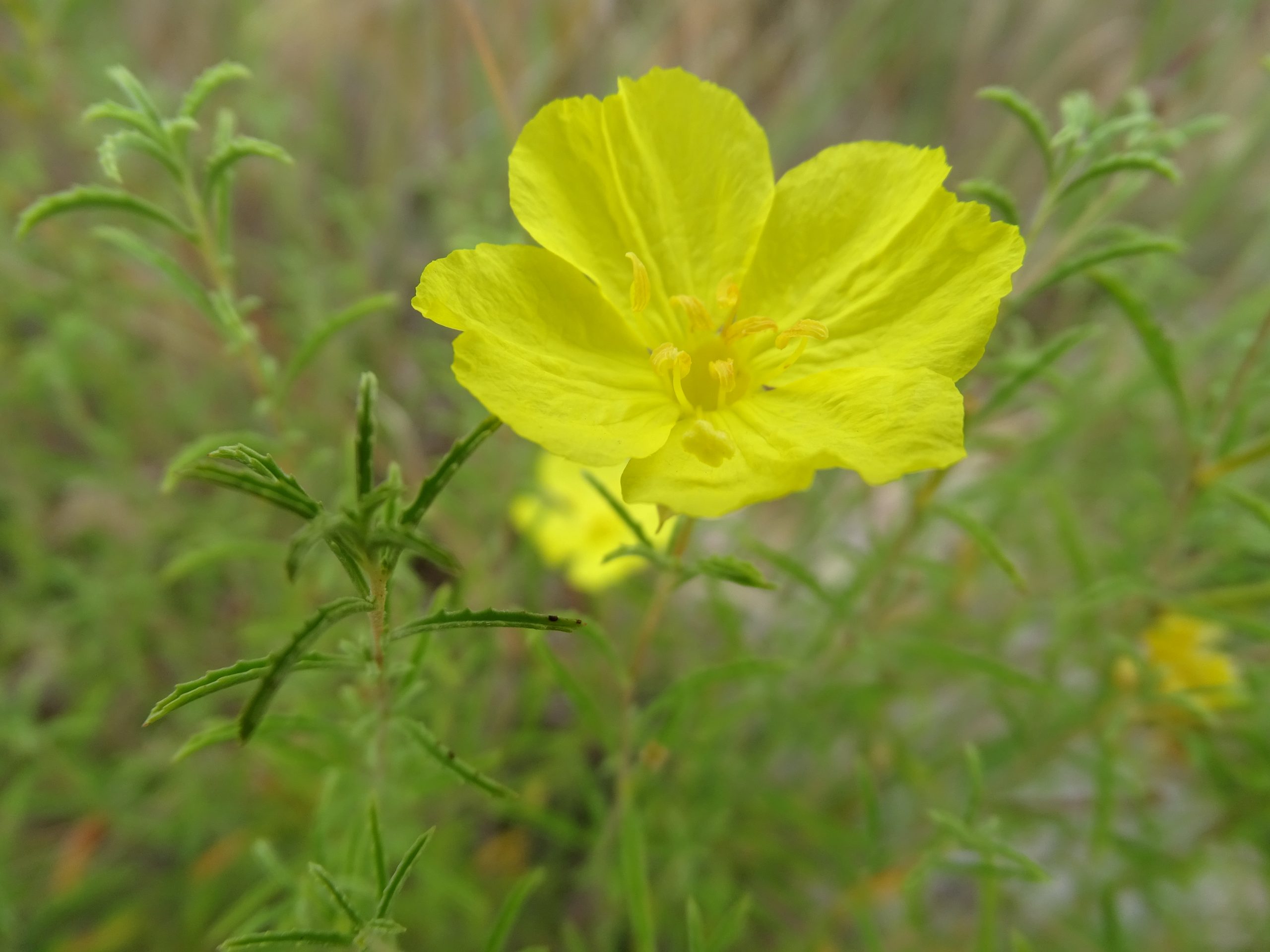 Oenothera serrulata