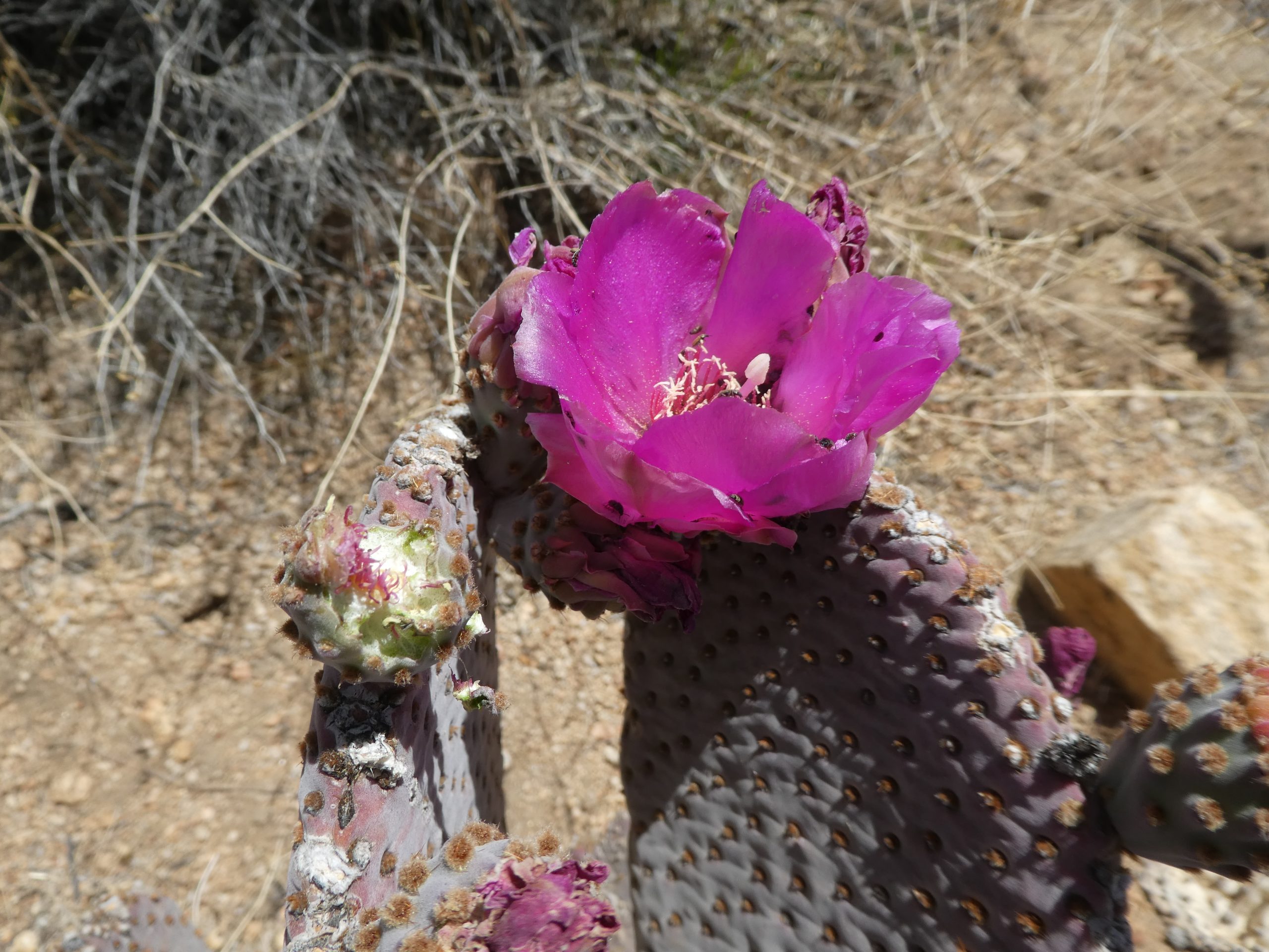 Opuntia basilaris