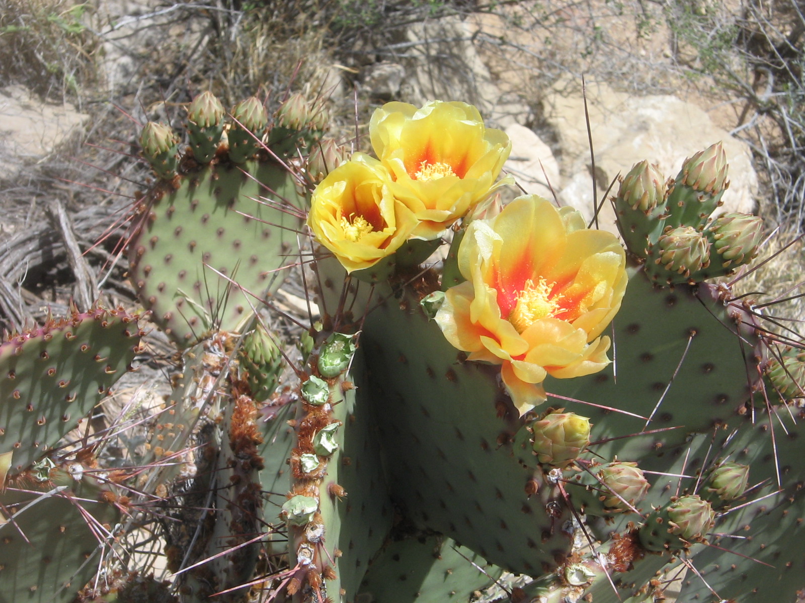 Opuntia macrocentra