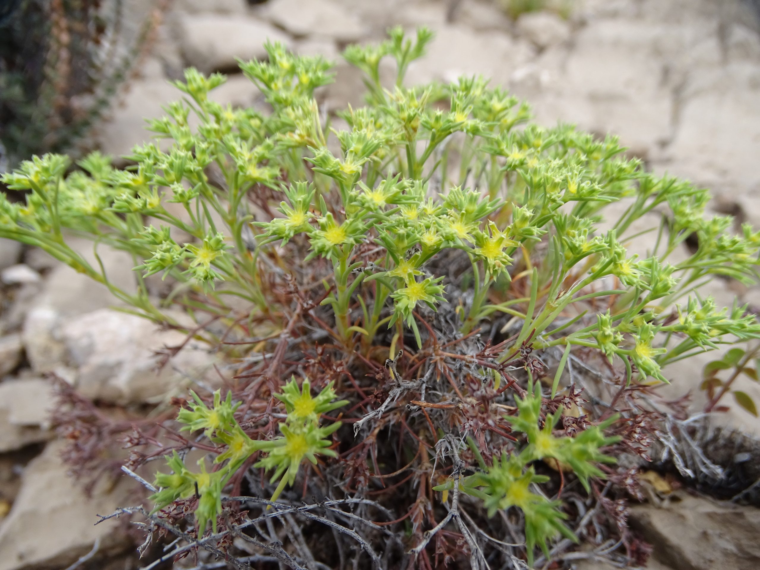 Paronychia jamesii