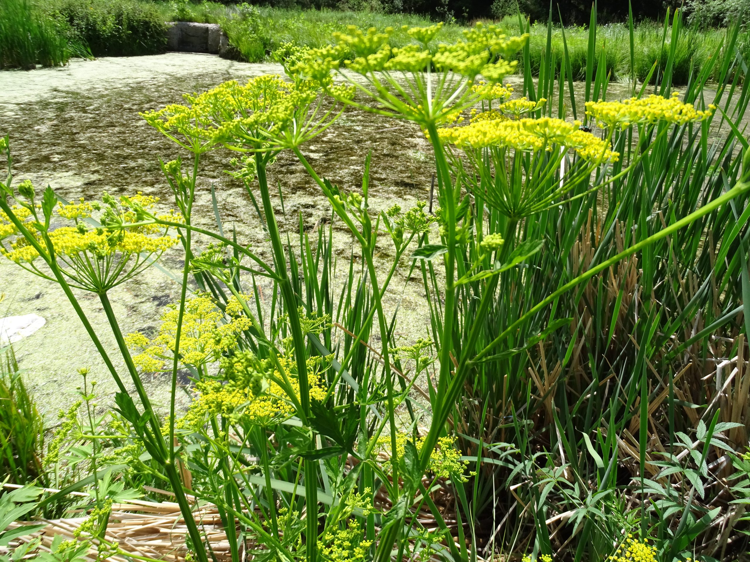 Pastinaca sativa