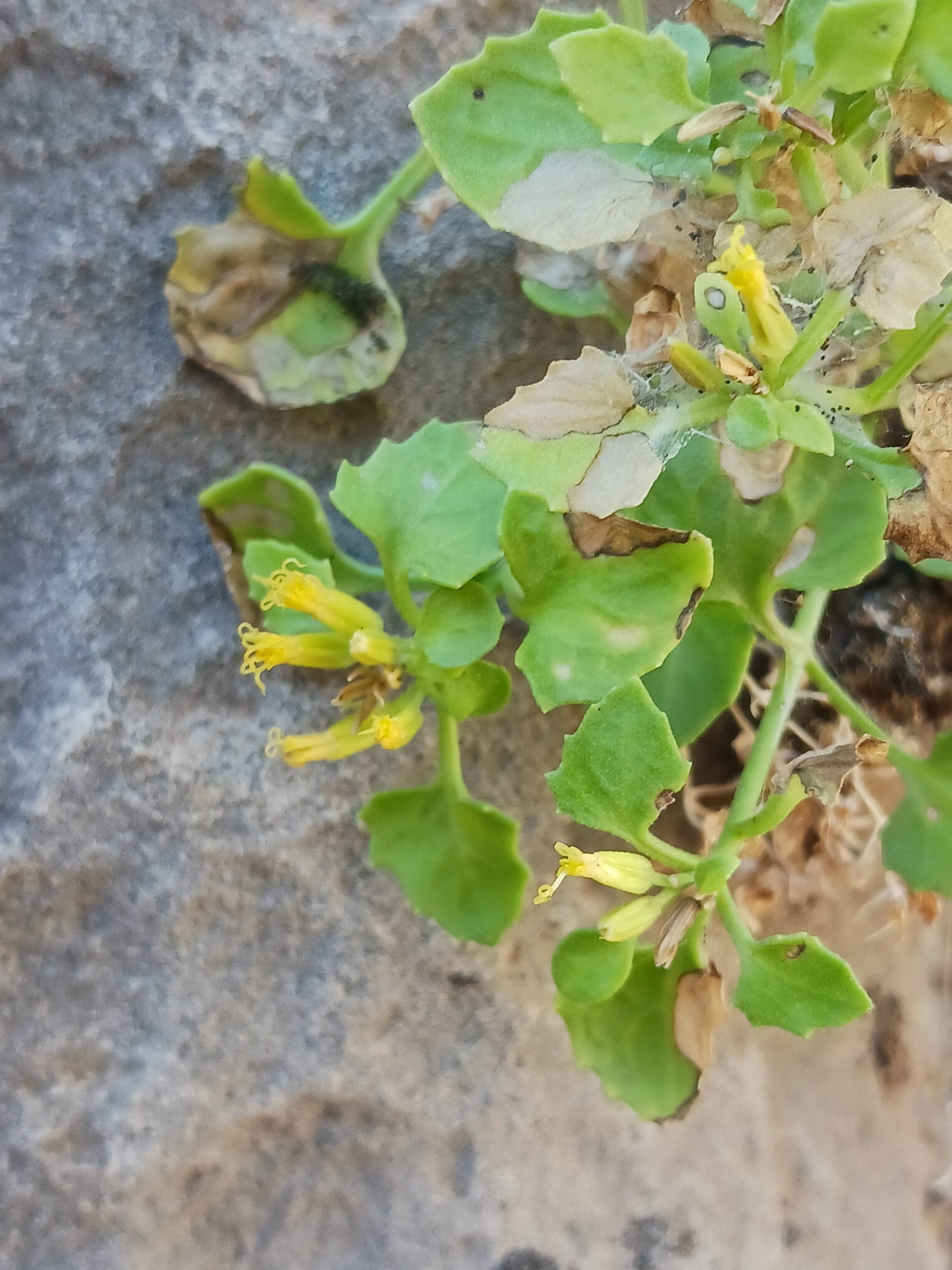 Perityle quinqueflora