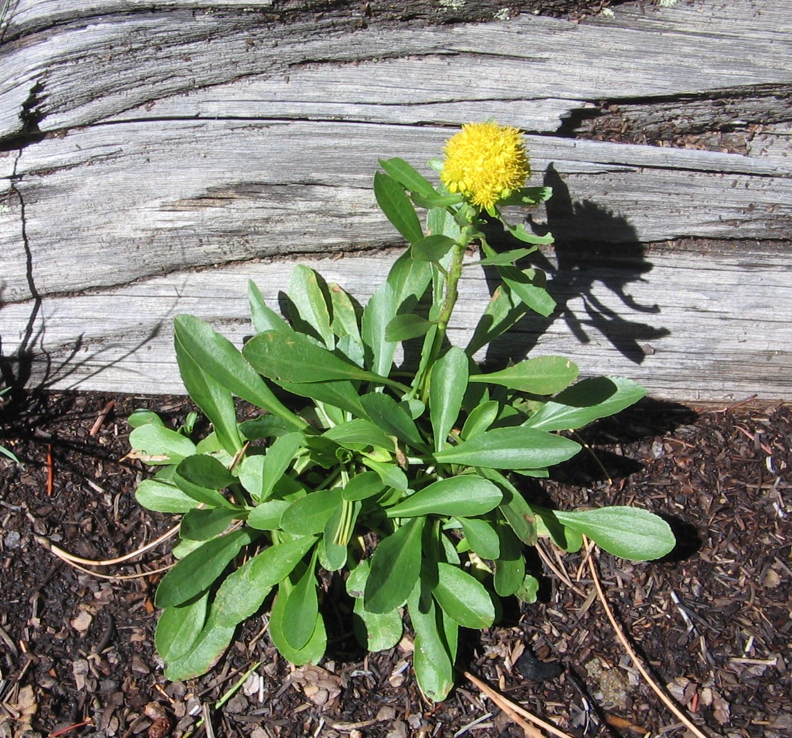 Solidago multiradiata