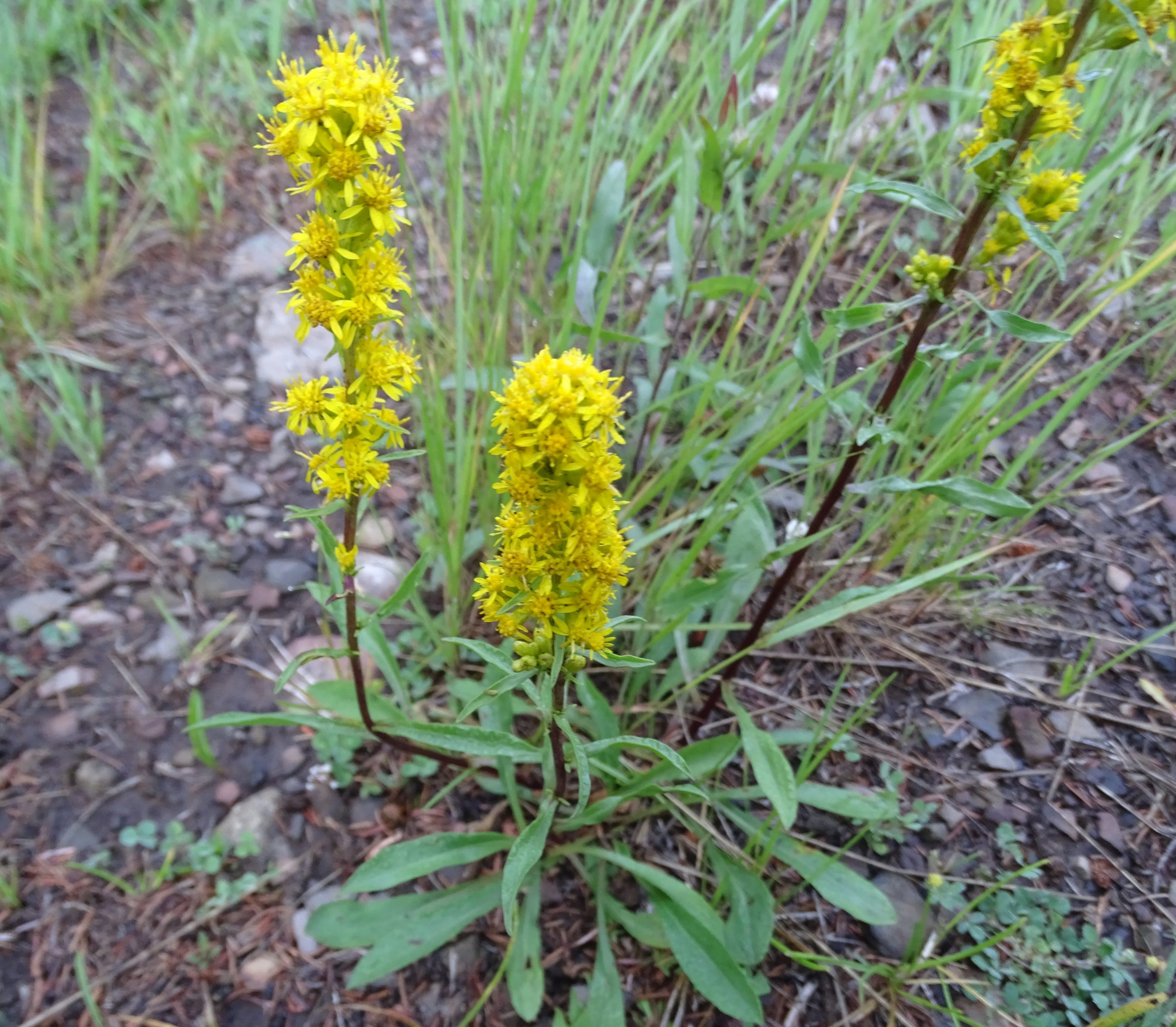 Solidago simplex