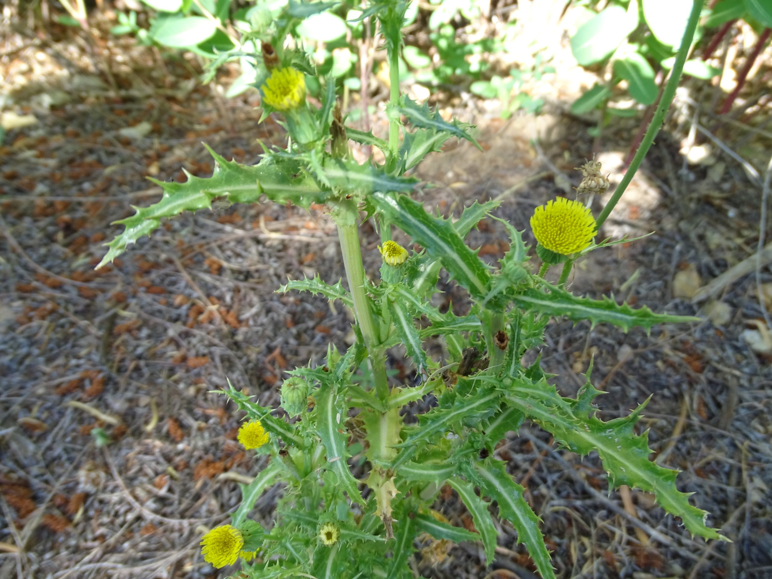 Sonchus asper