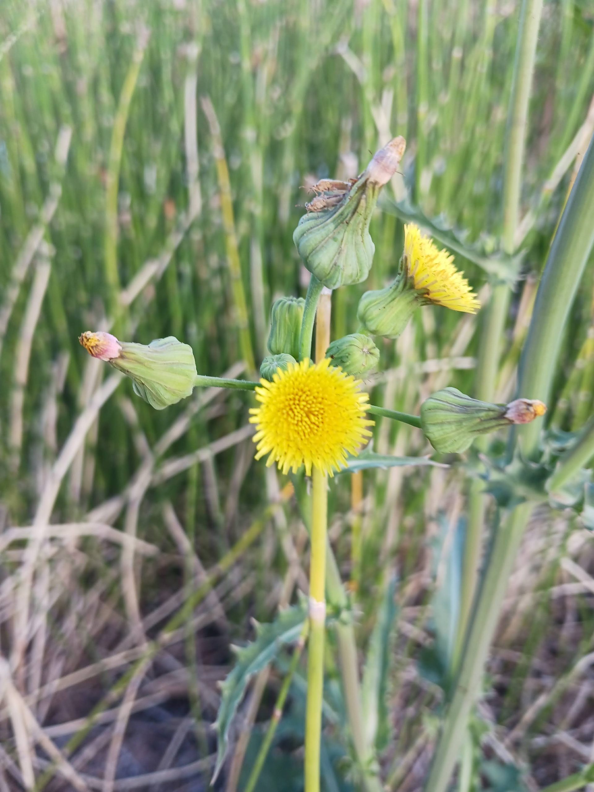 Sonchus oleraceus