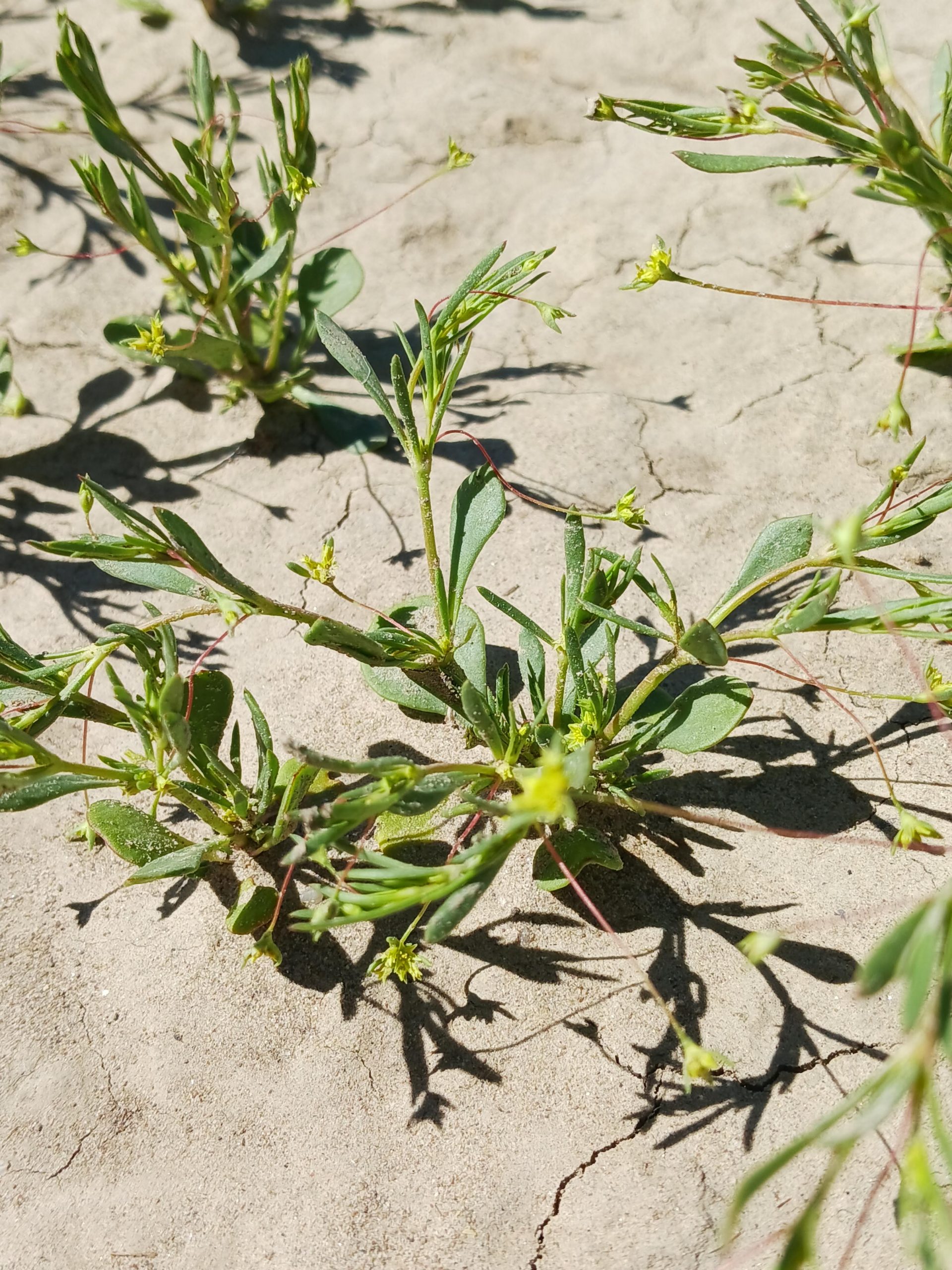 Stenogonum salsuginosum