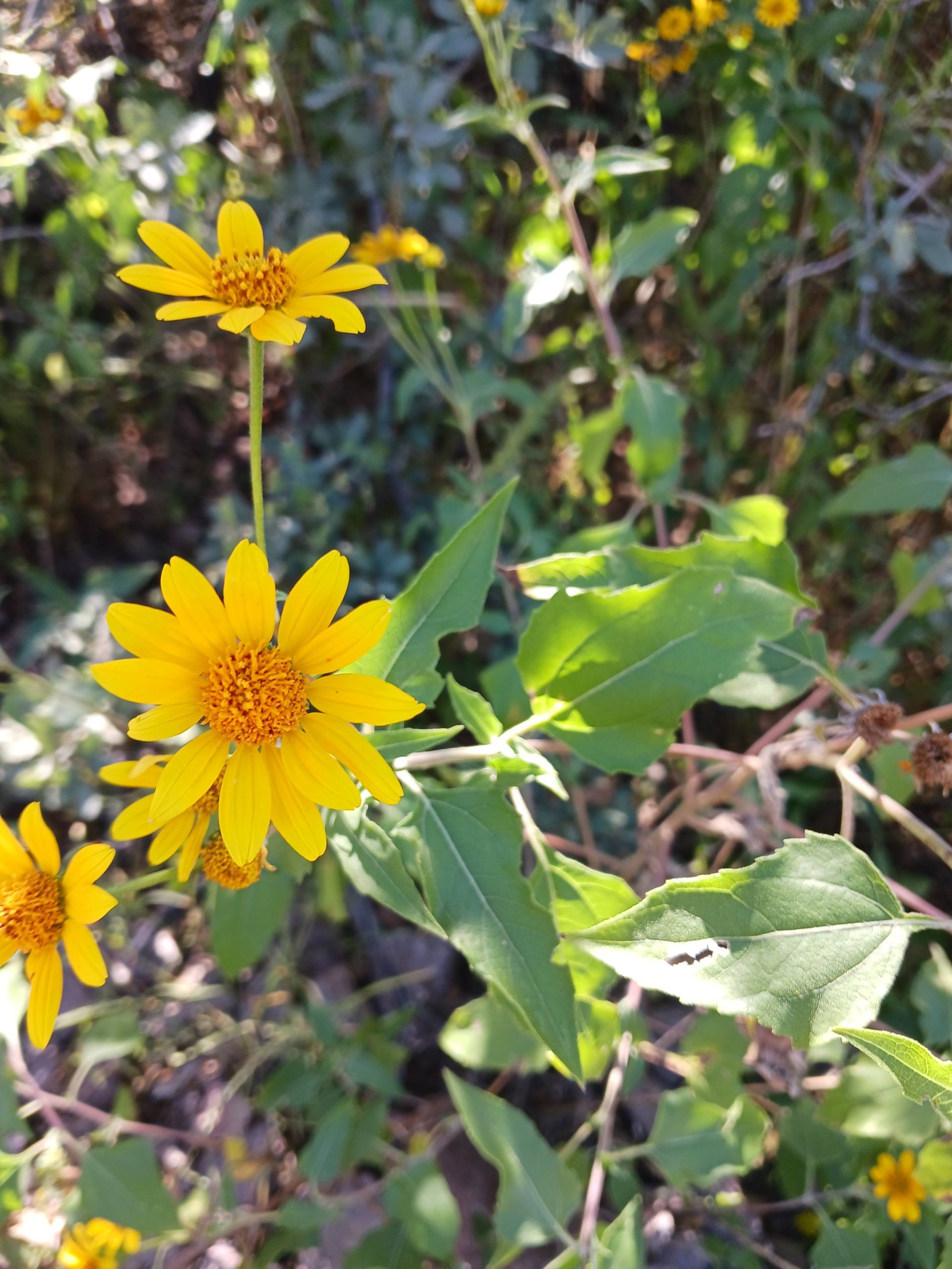Viguiera dentata