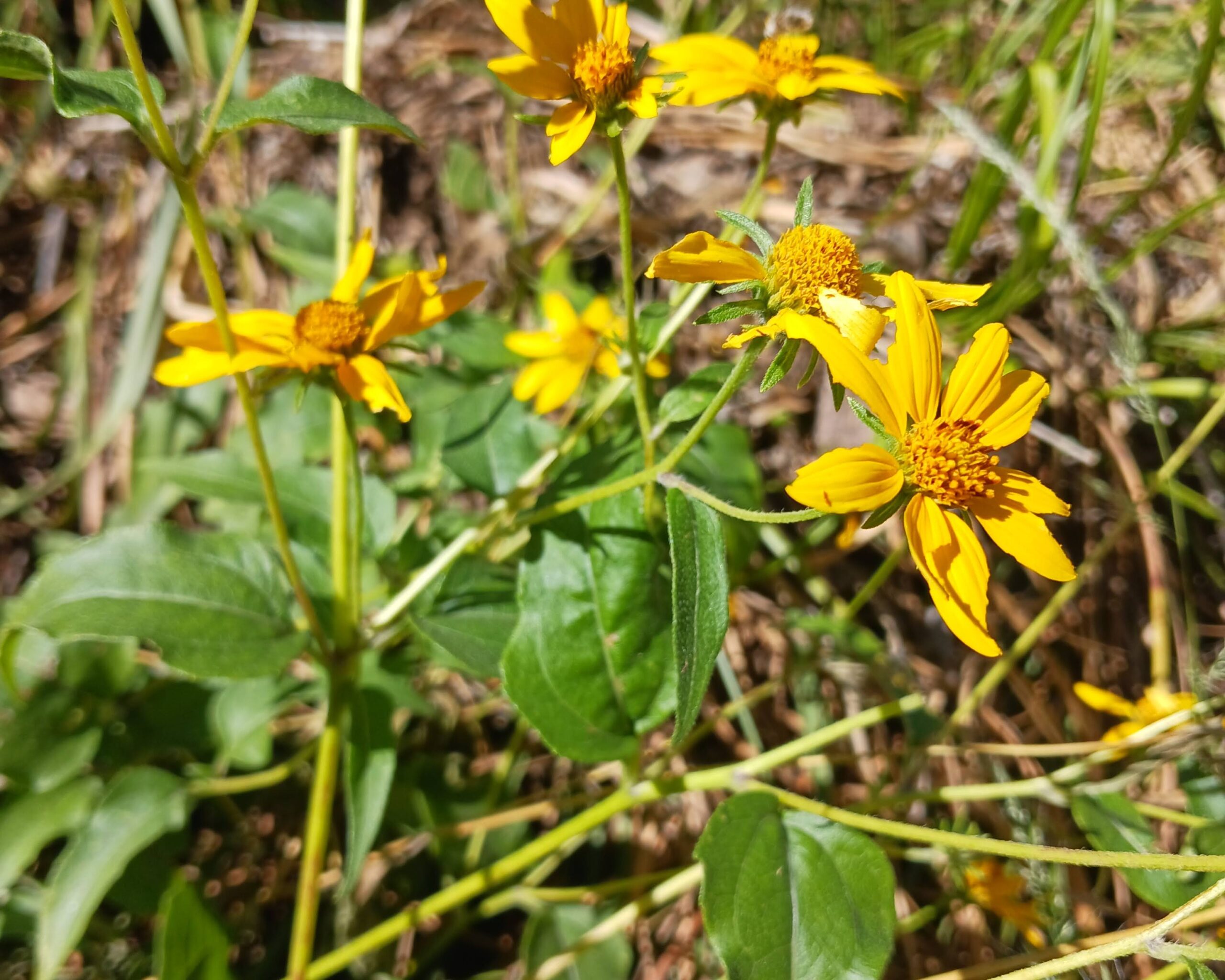 Aldama cordifolia