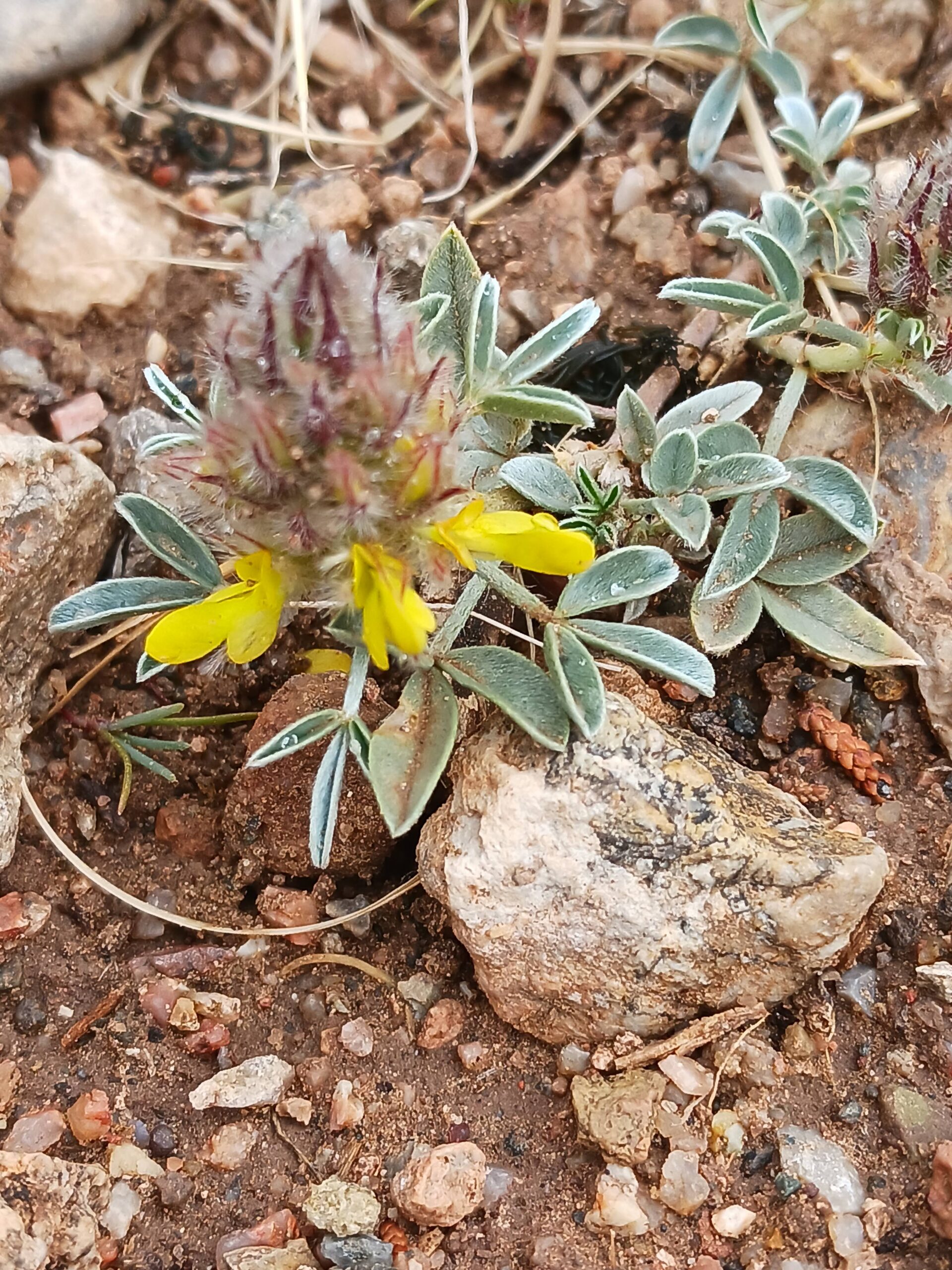 Dalea jamesii