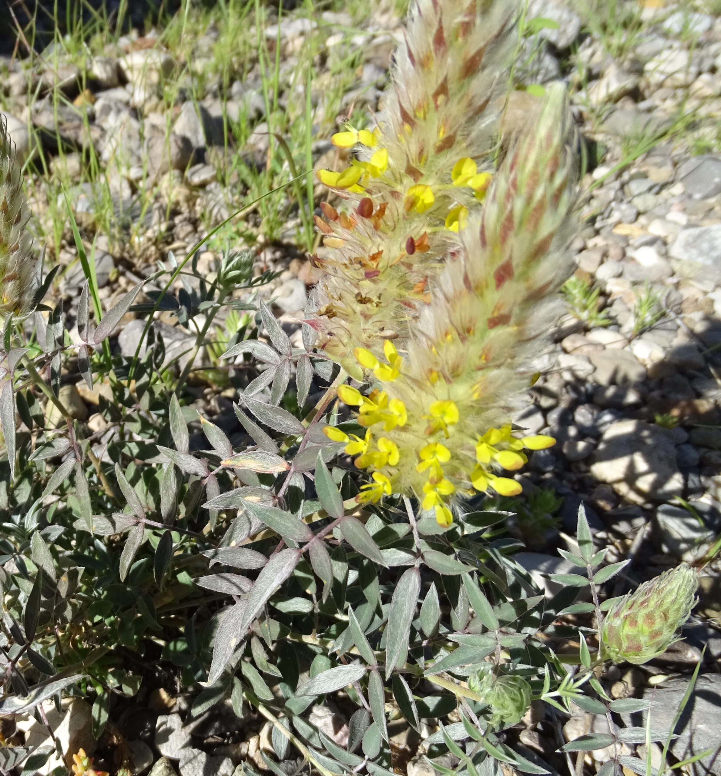 Dalea wrightii