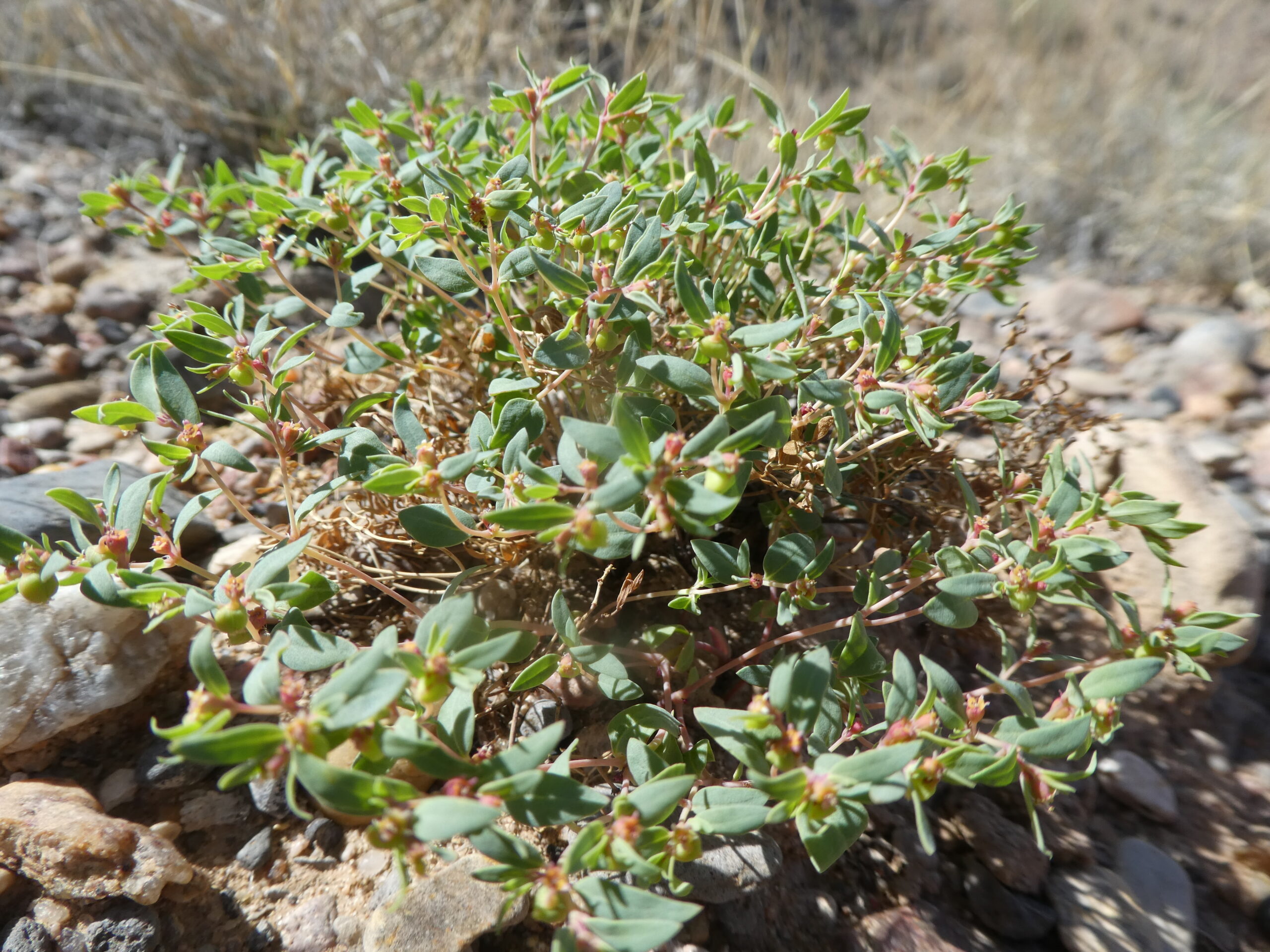 Euphorbia fendleri