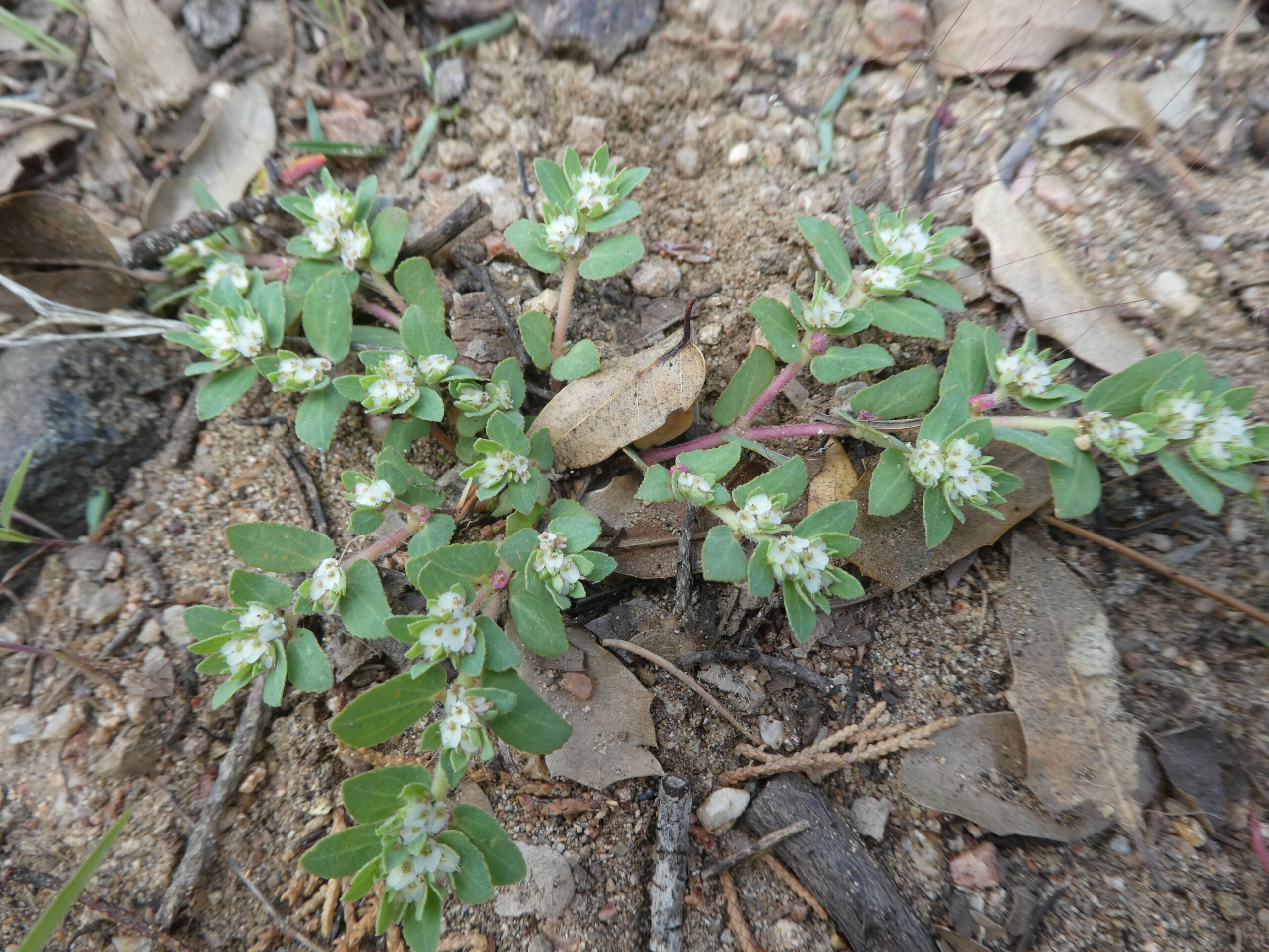 Euphorbia indivisa
