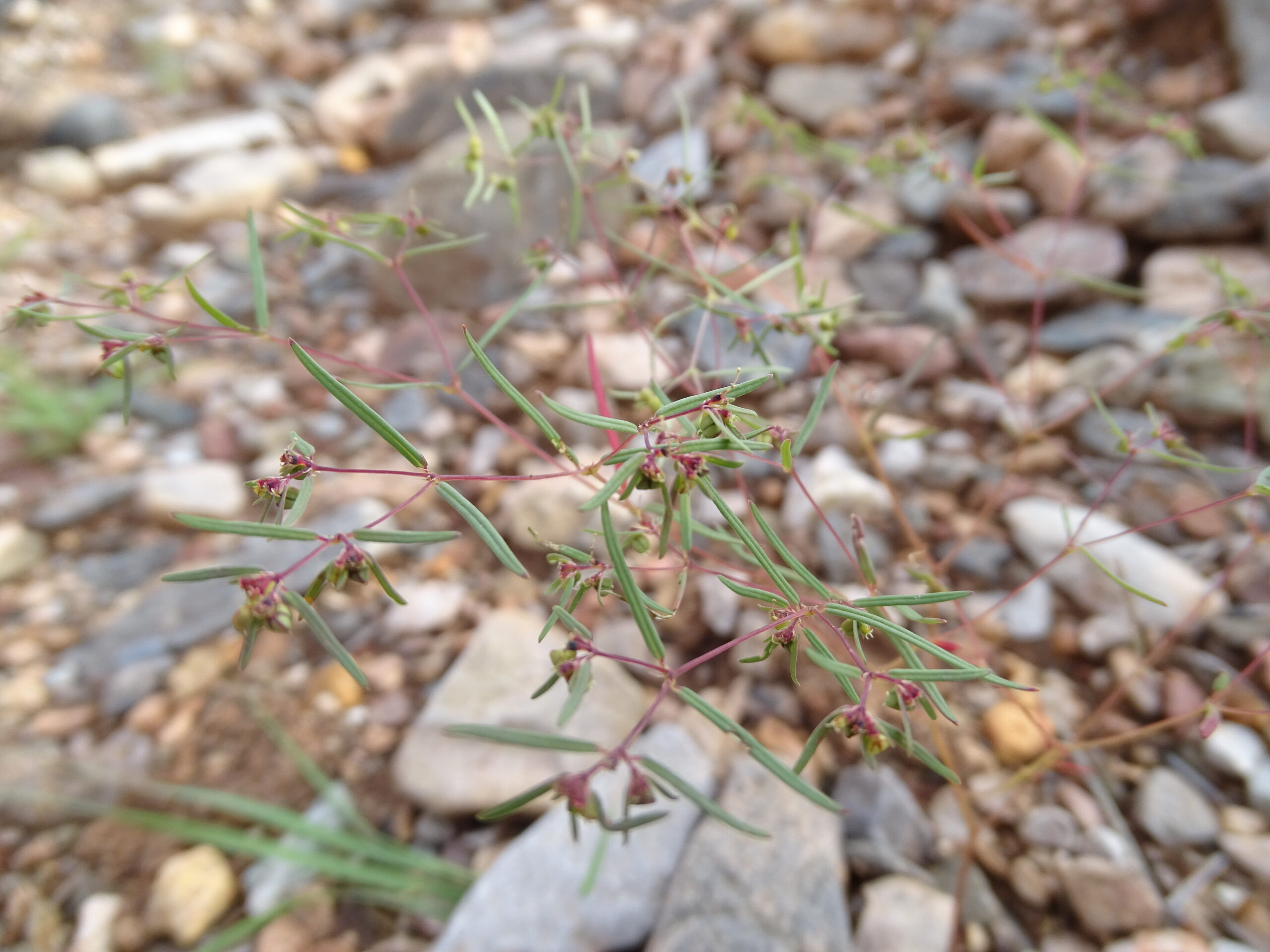 Euphorbia revoluta