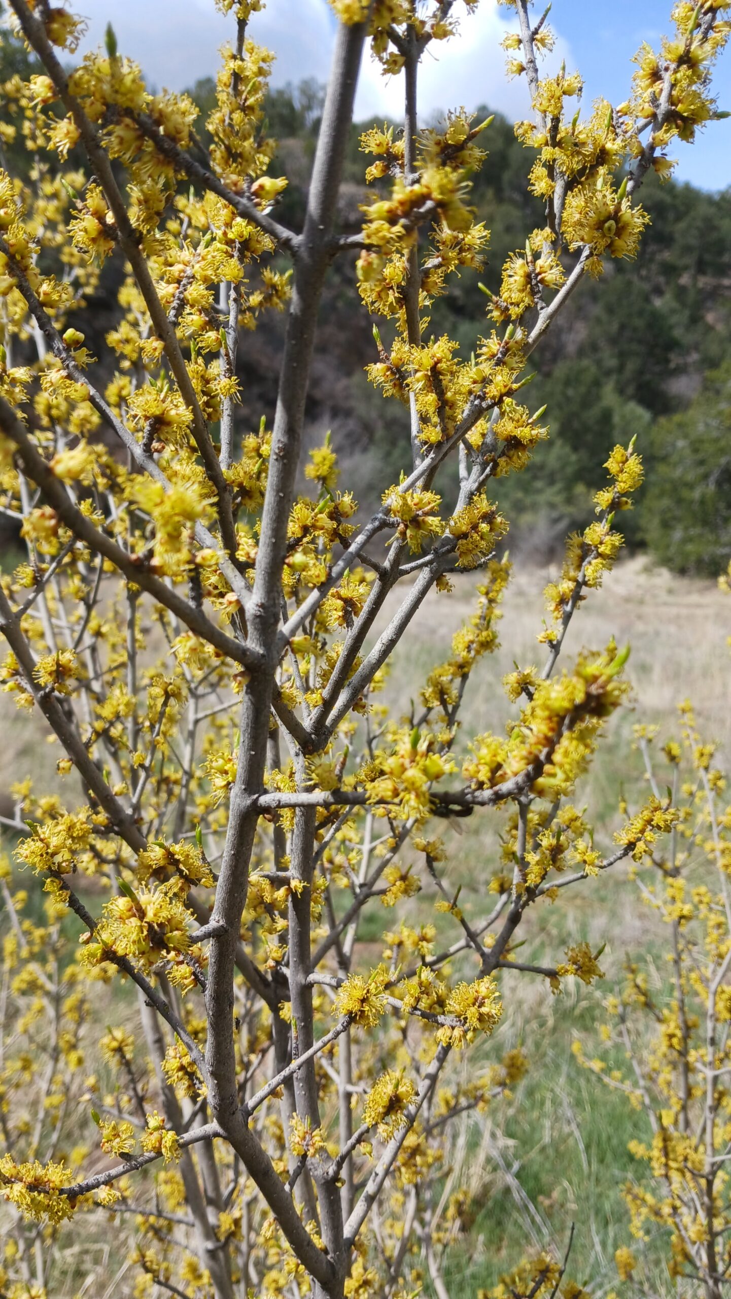 Forestiera  pubescens