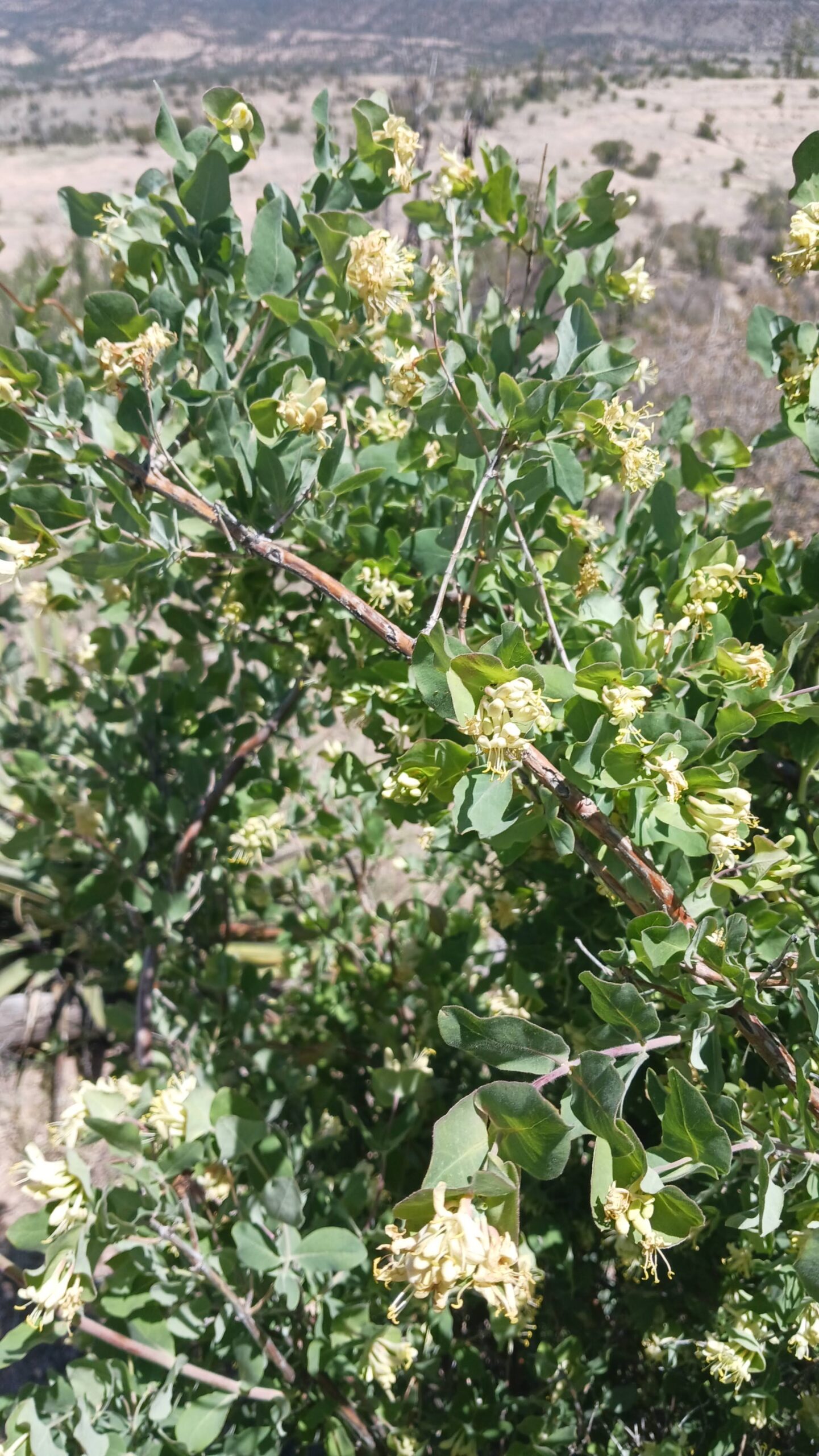 Lonicera albiflora 