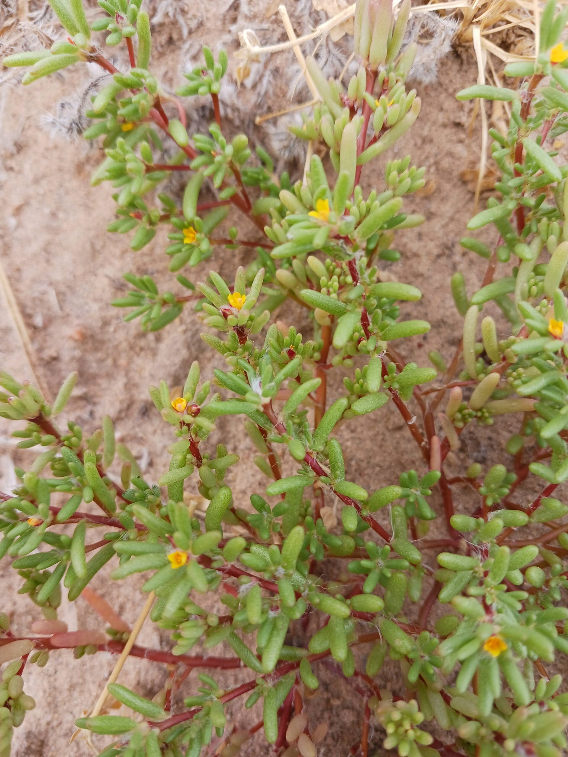 Portulaca halimoides