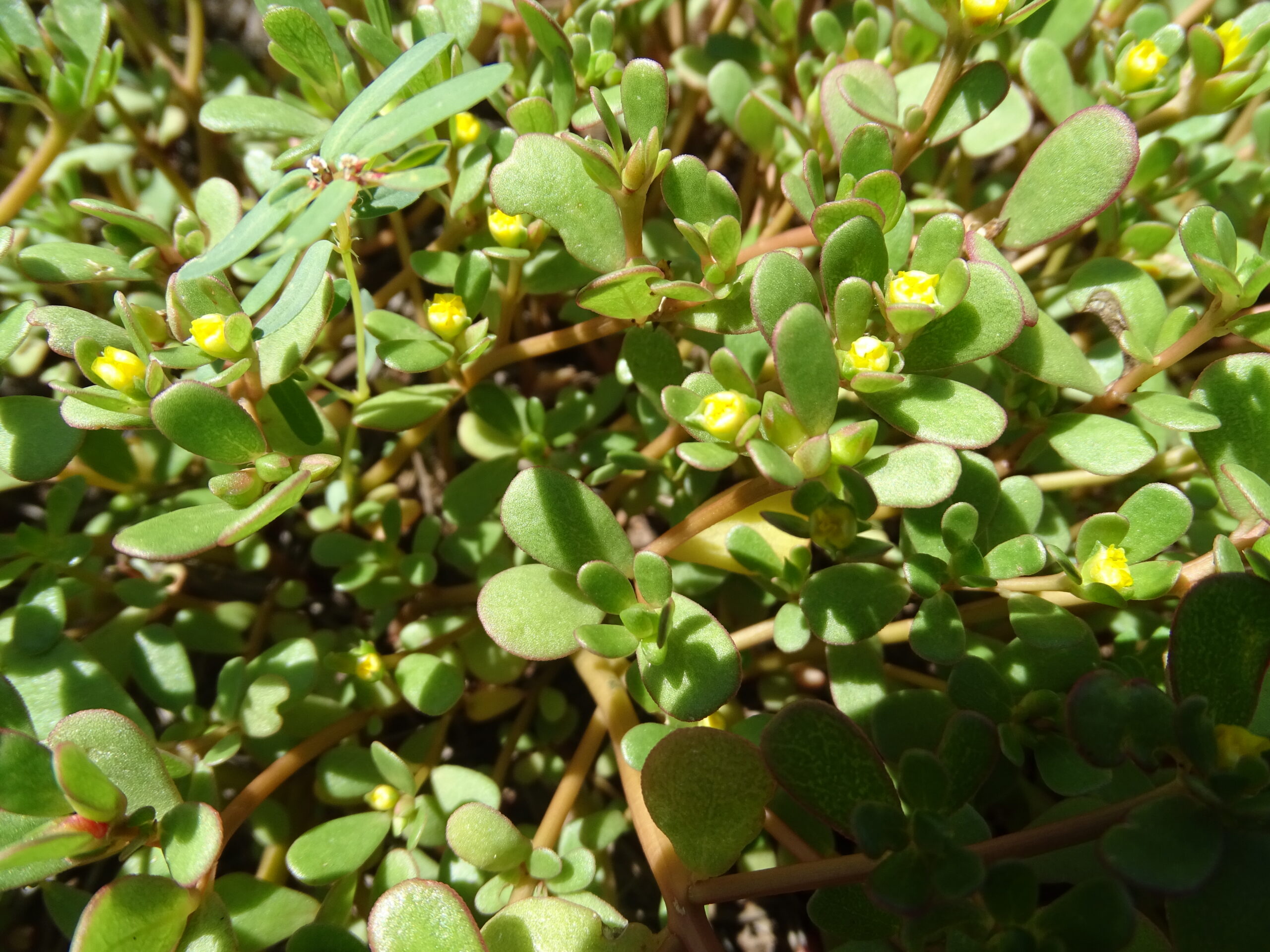 Portulaca oleracea