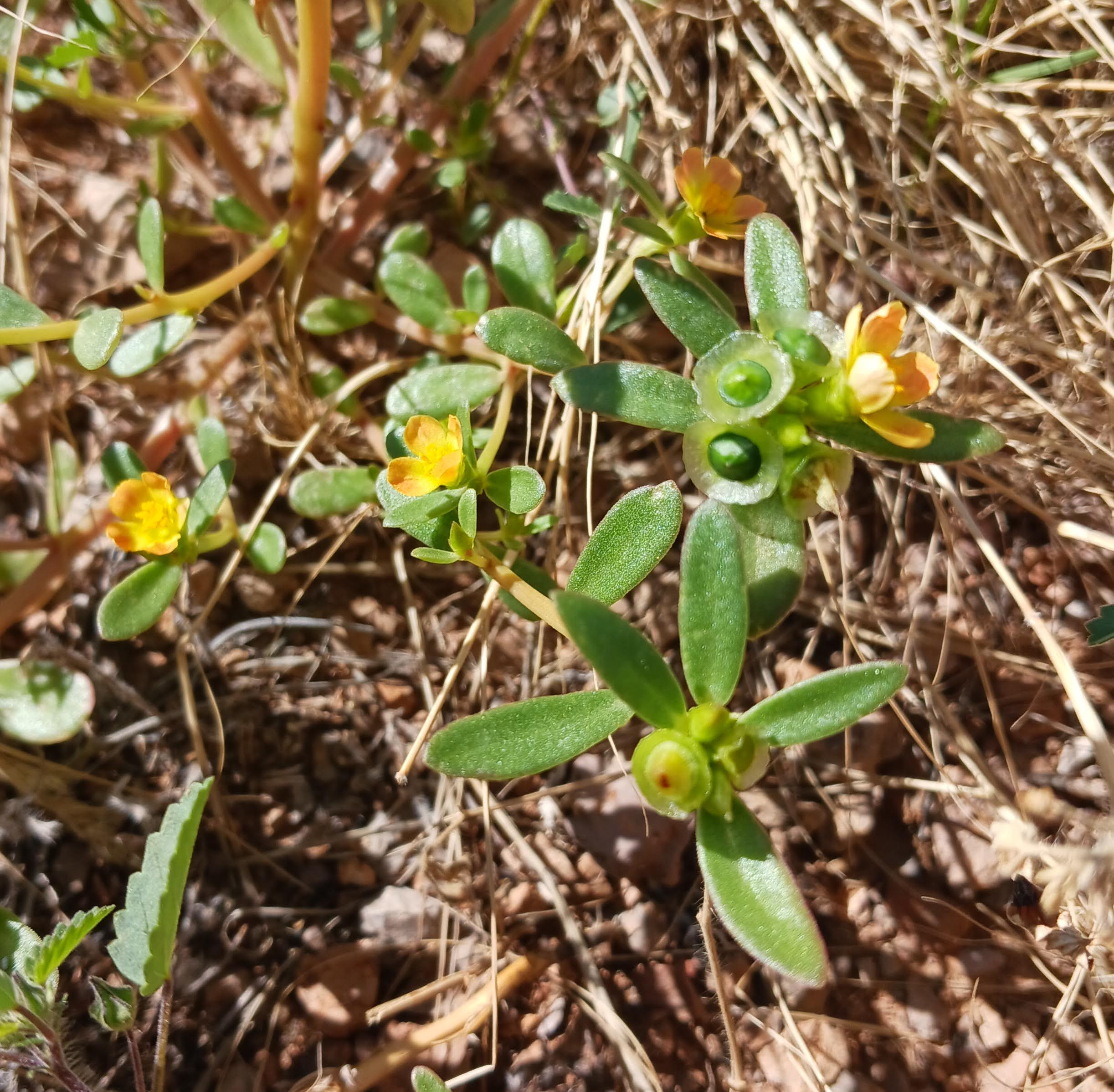 Portulaca umbraticola