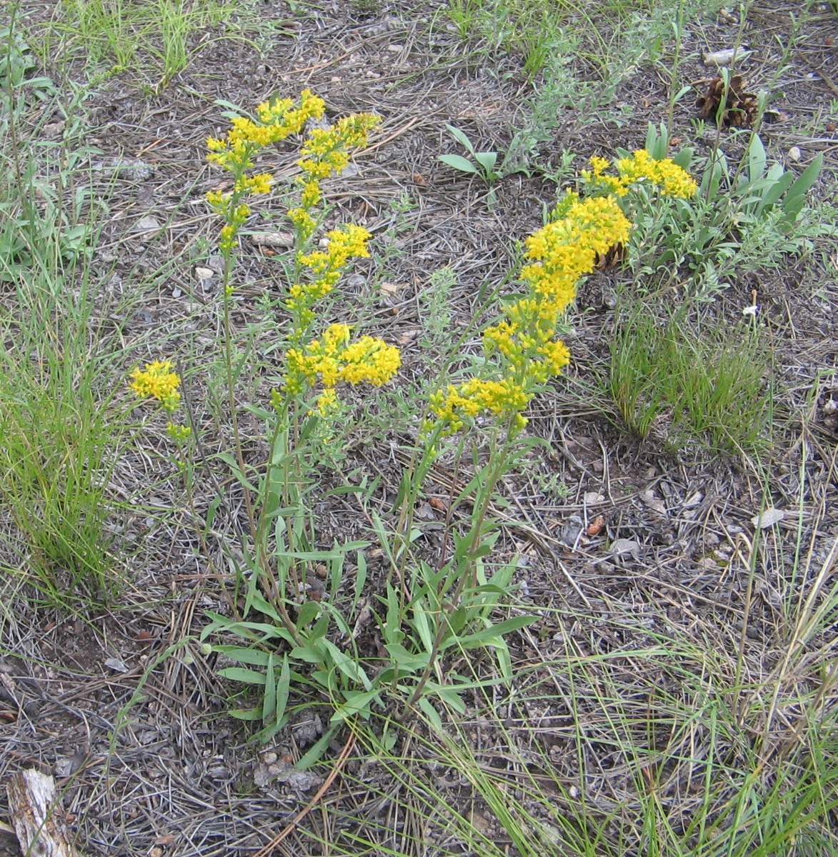 Solidago species
