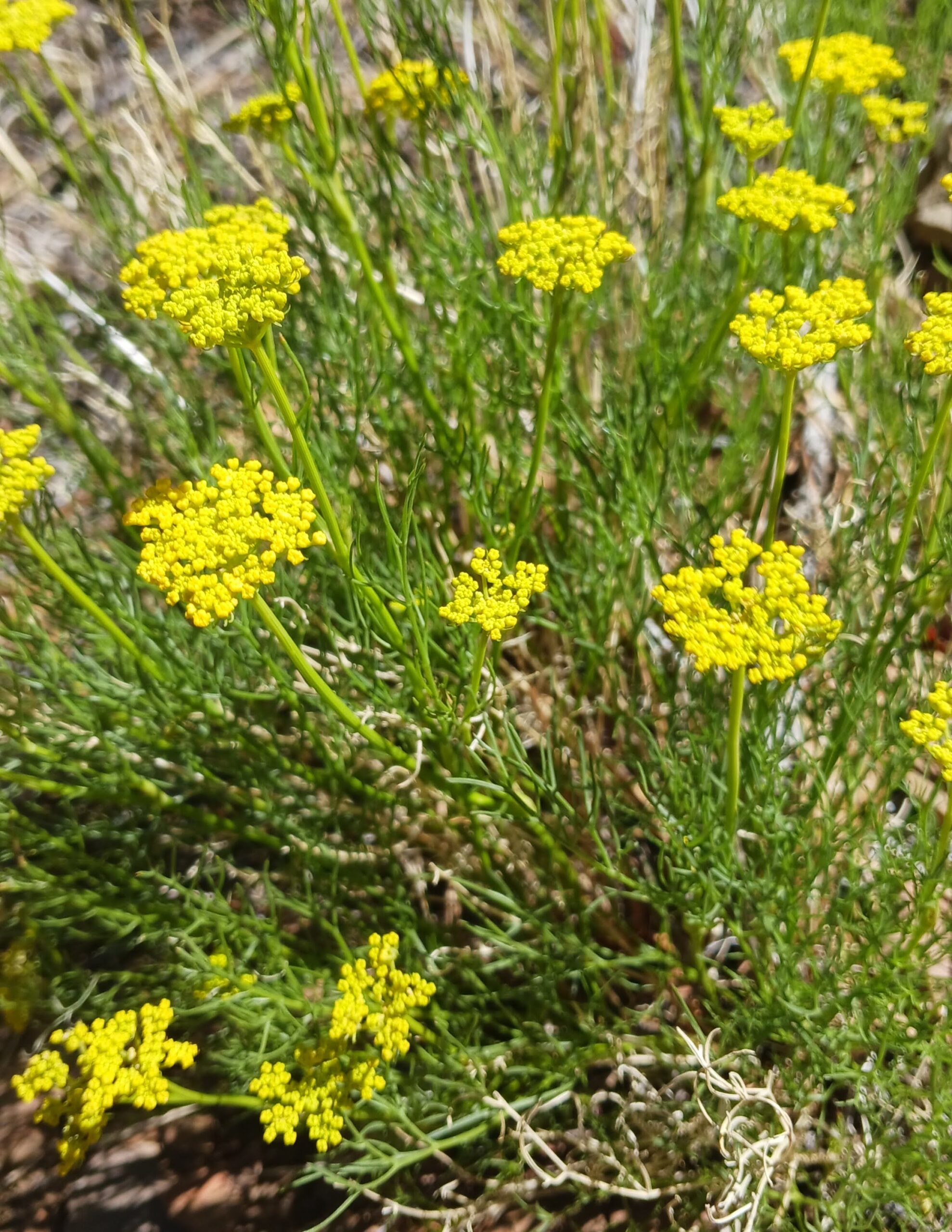 Aletes filifolius