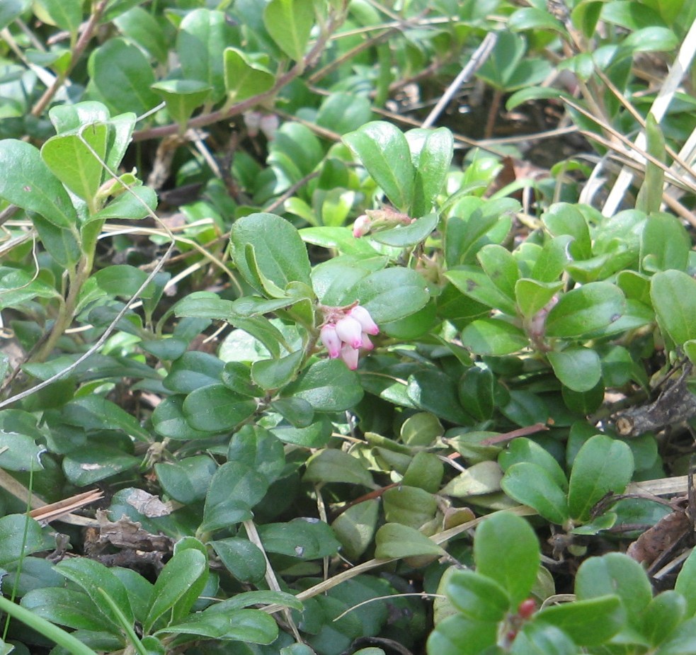 Arctostaphylos uva-ursi
