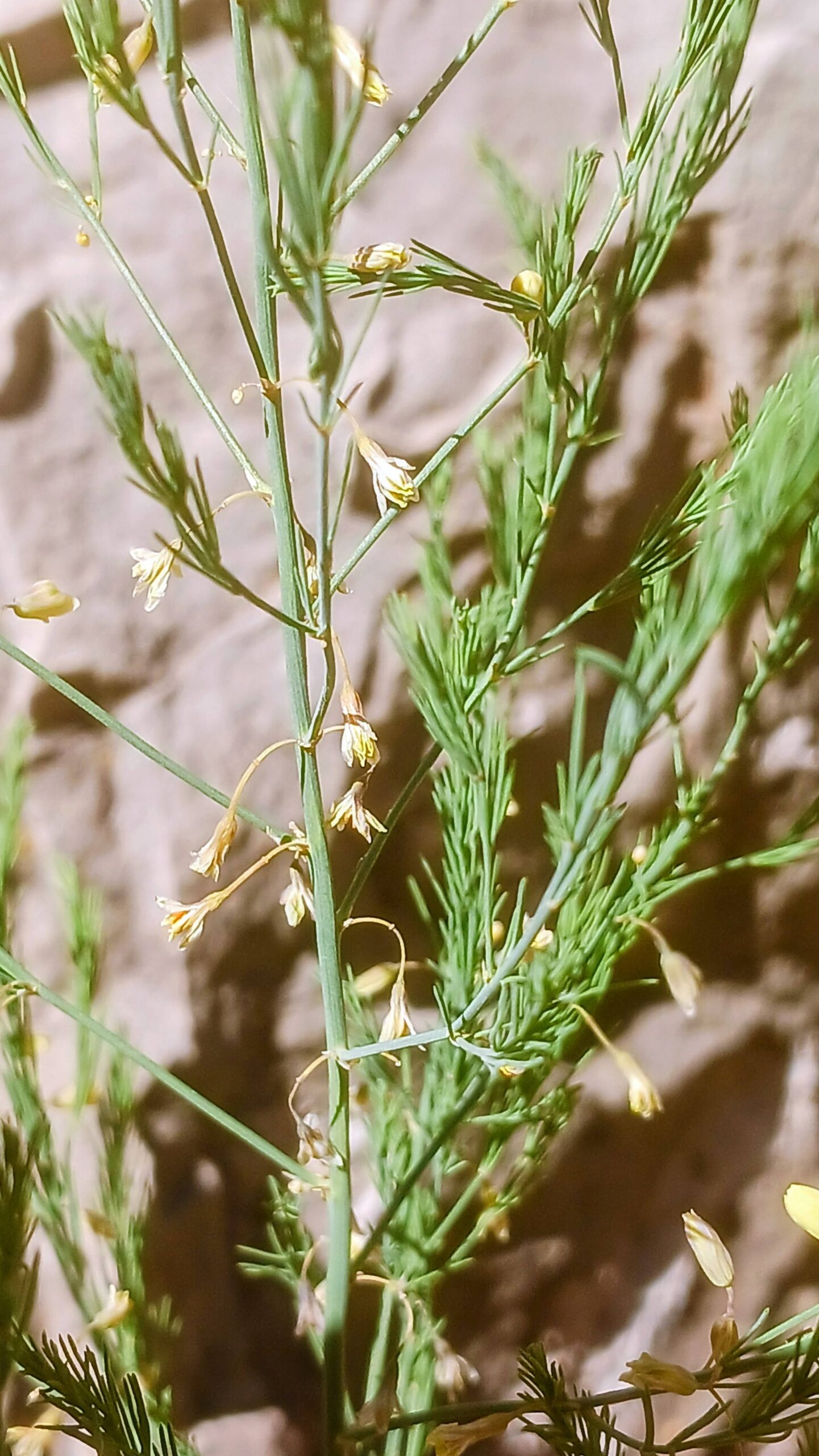 Asparagus officinalis