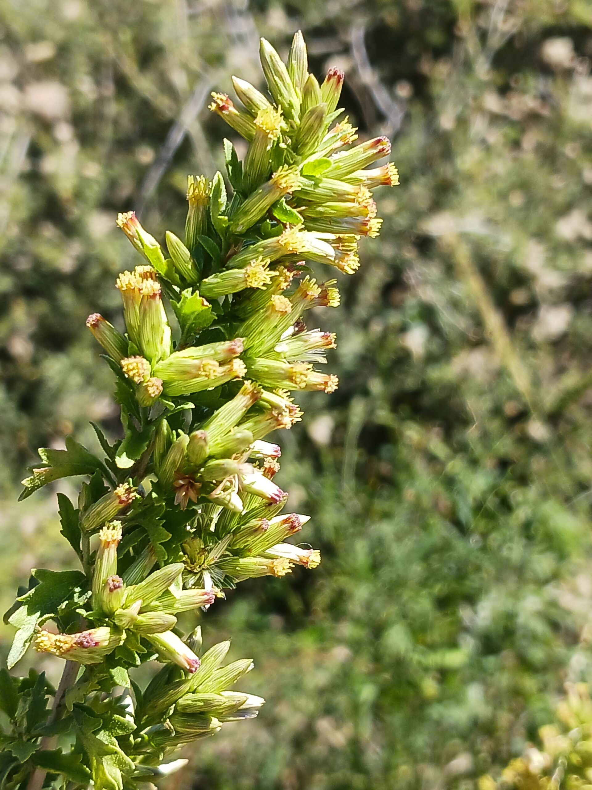 Brickellia laciniata