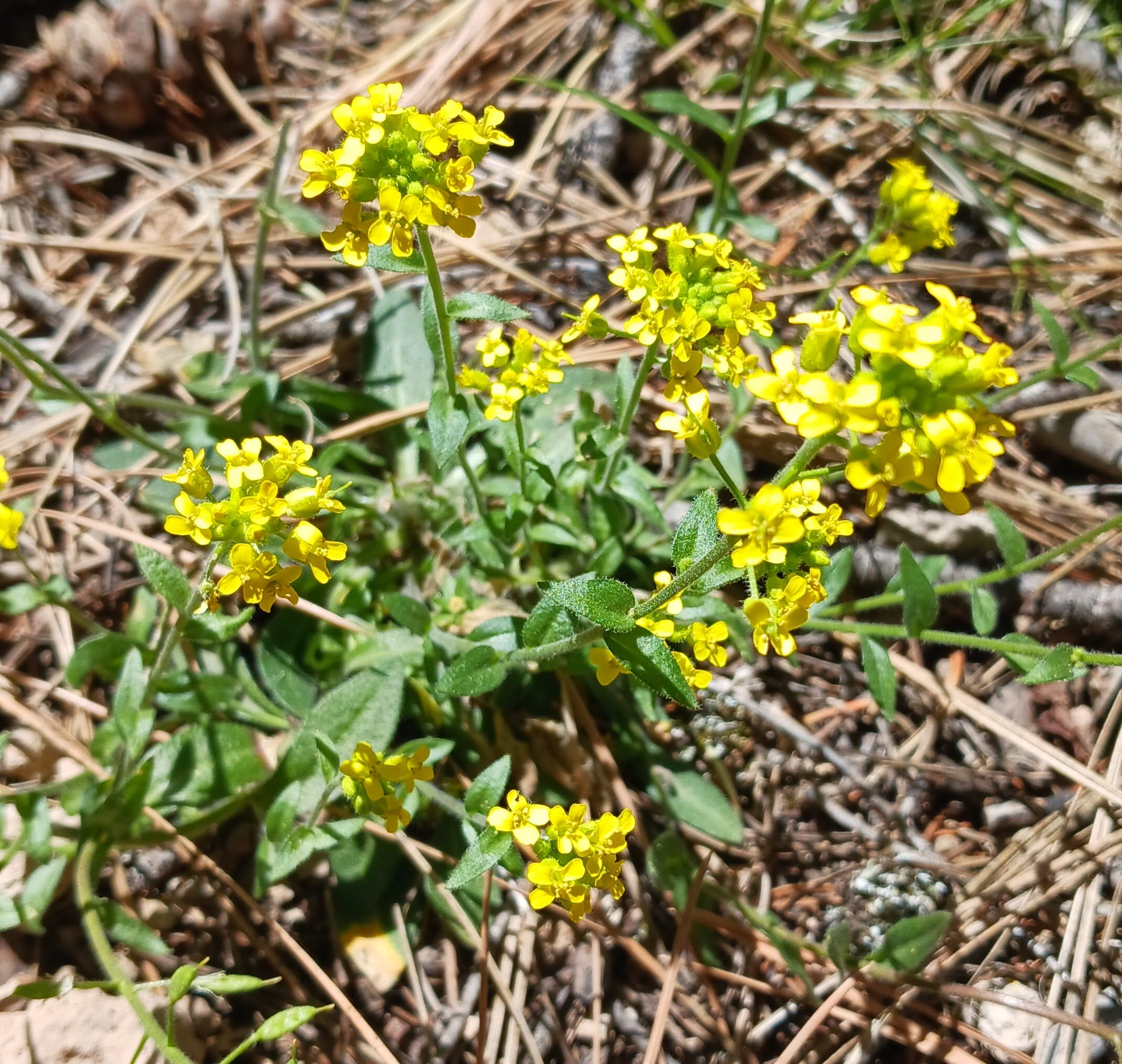 Draba aurea