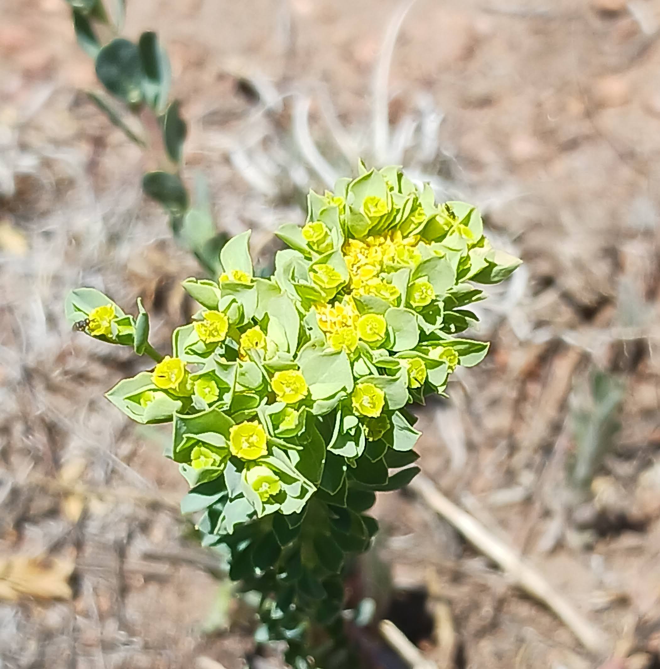 Euphorbia lurida
