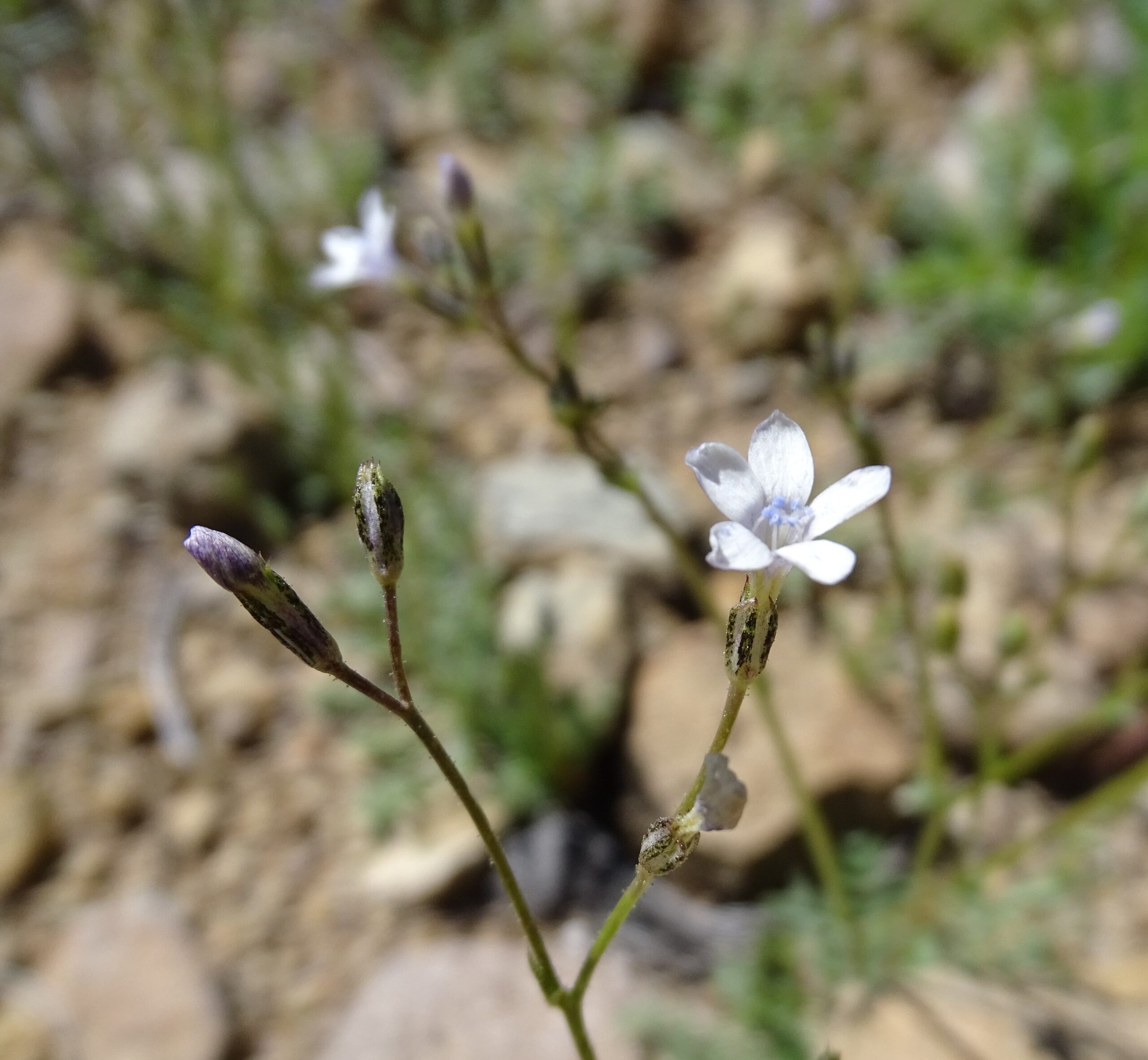 Gilia lyndana  