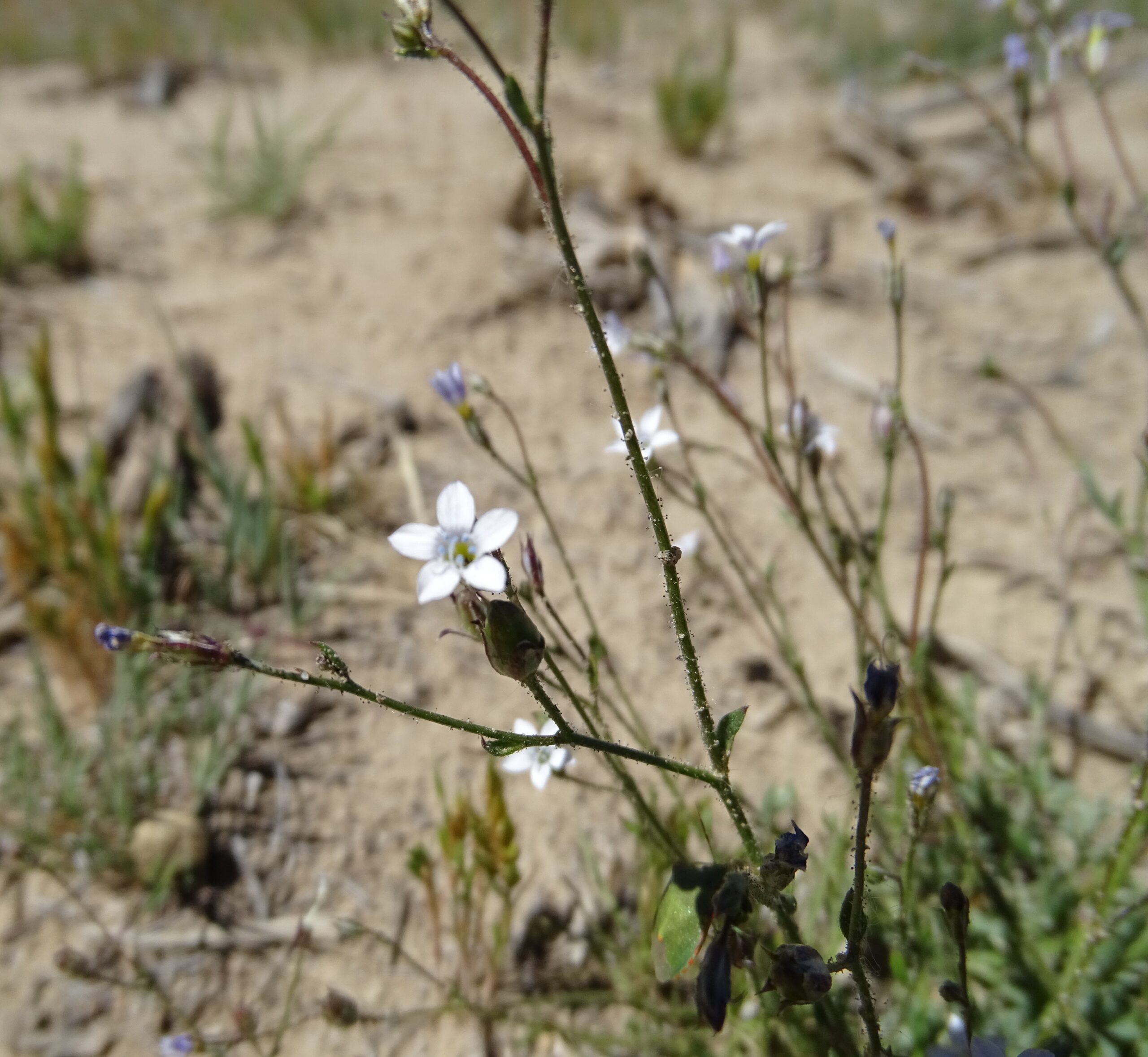 Gilia ophthalmoides