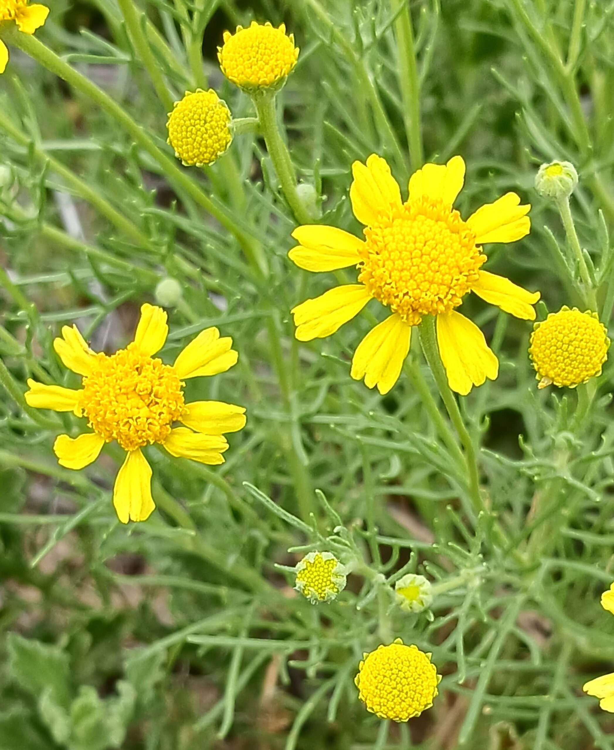 Hymenoxys odorata