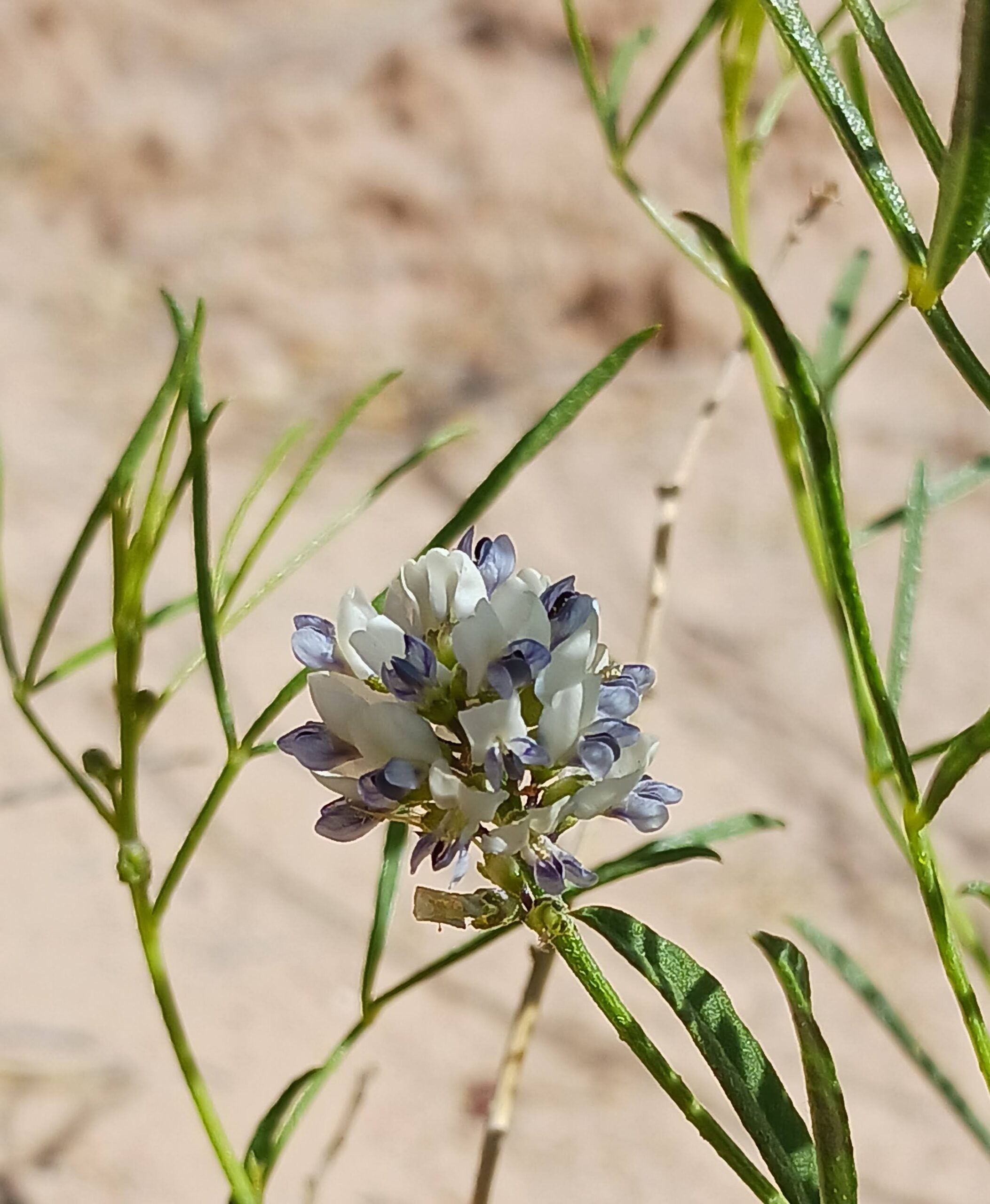 Ladeania lanceolata