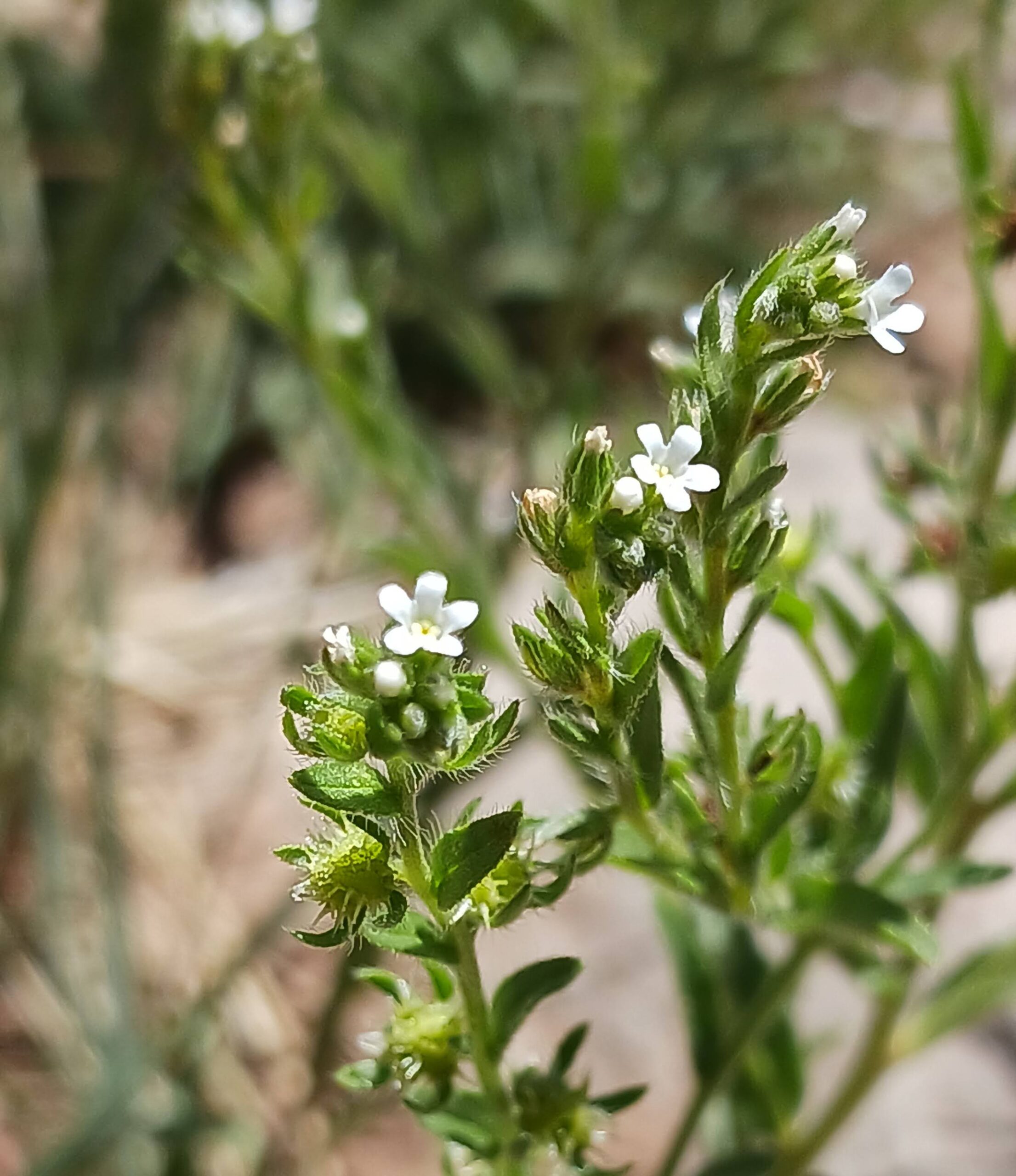Lappula occidentalis