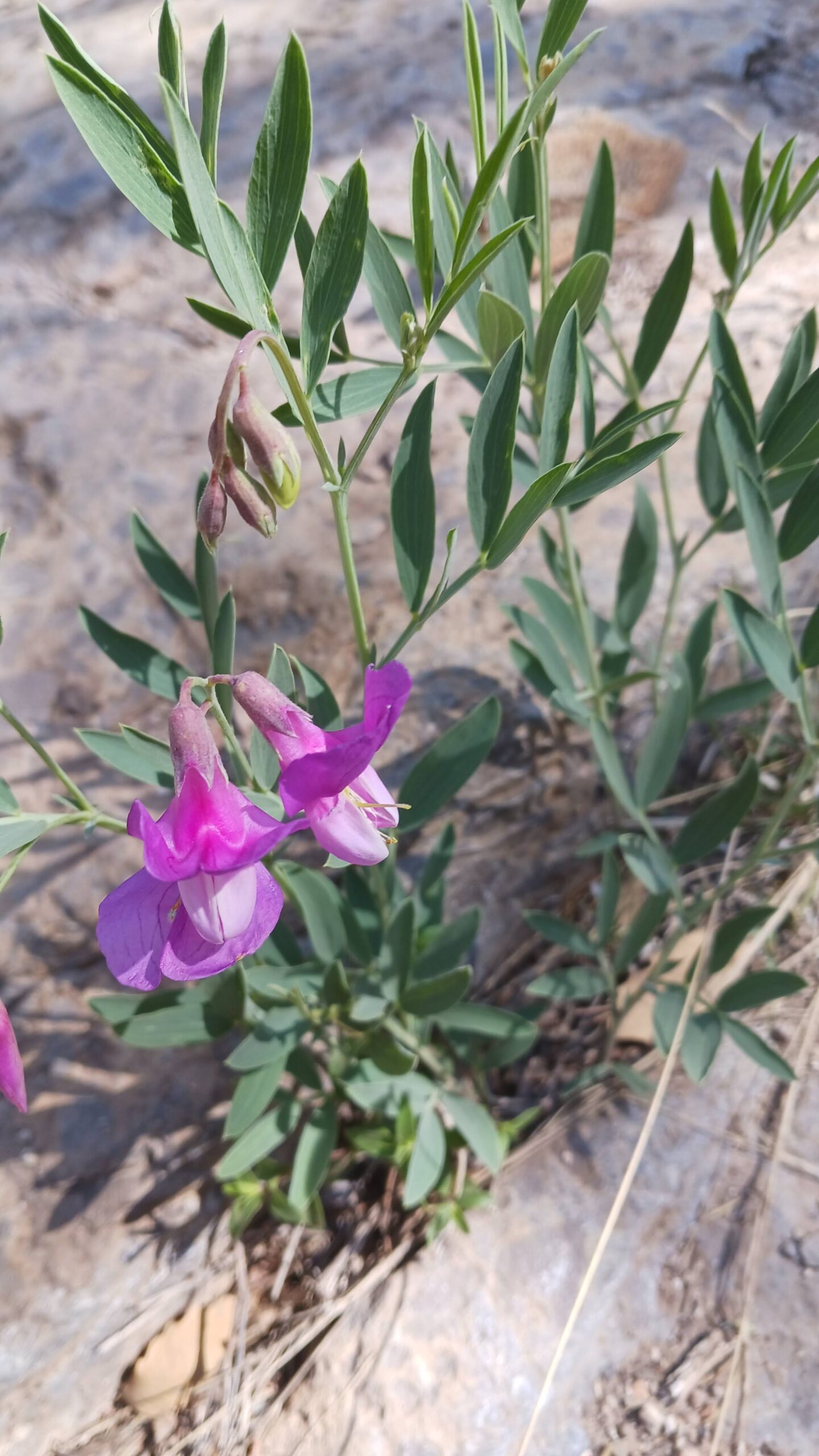 Lathyrus eucosmus