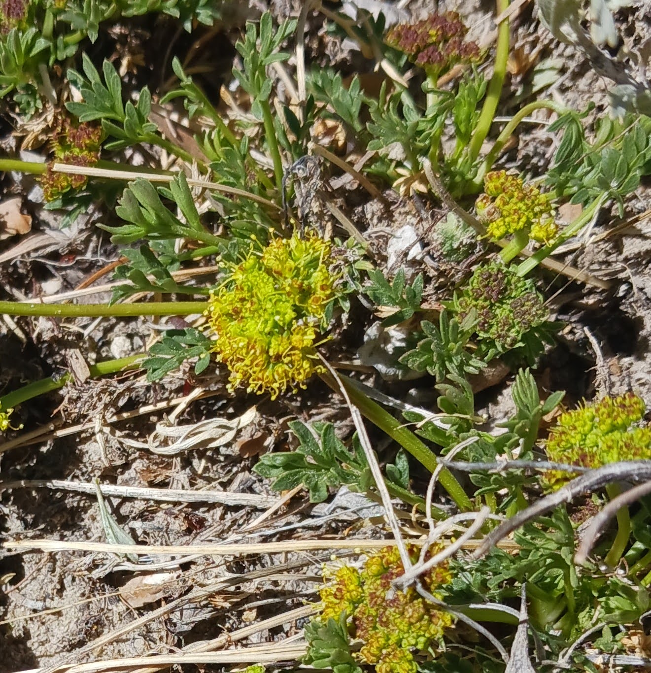 Lomatium grayi