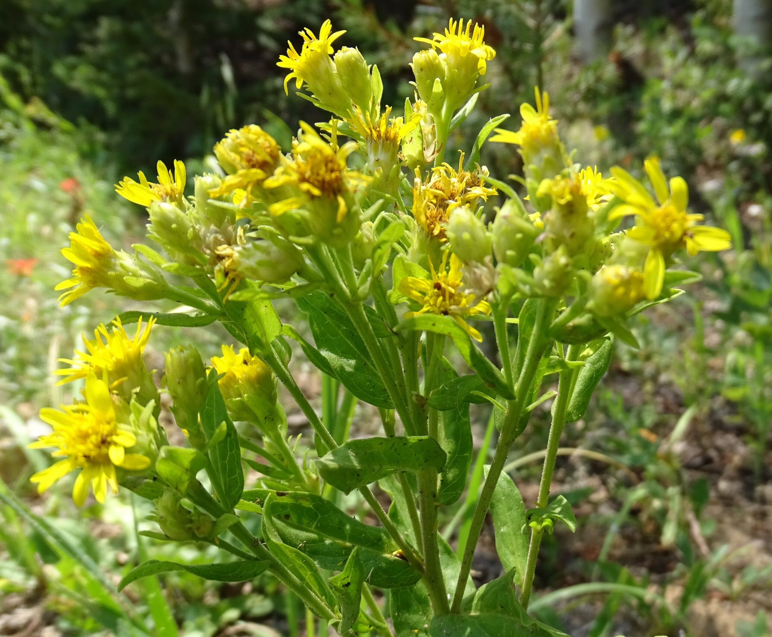 Oreochrysum parryi