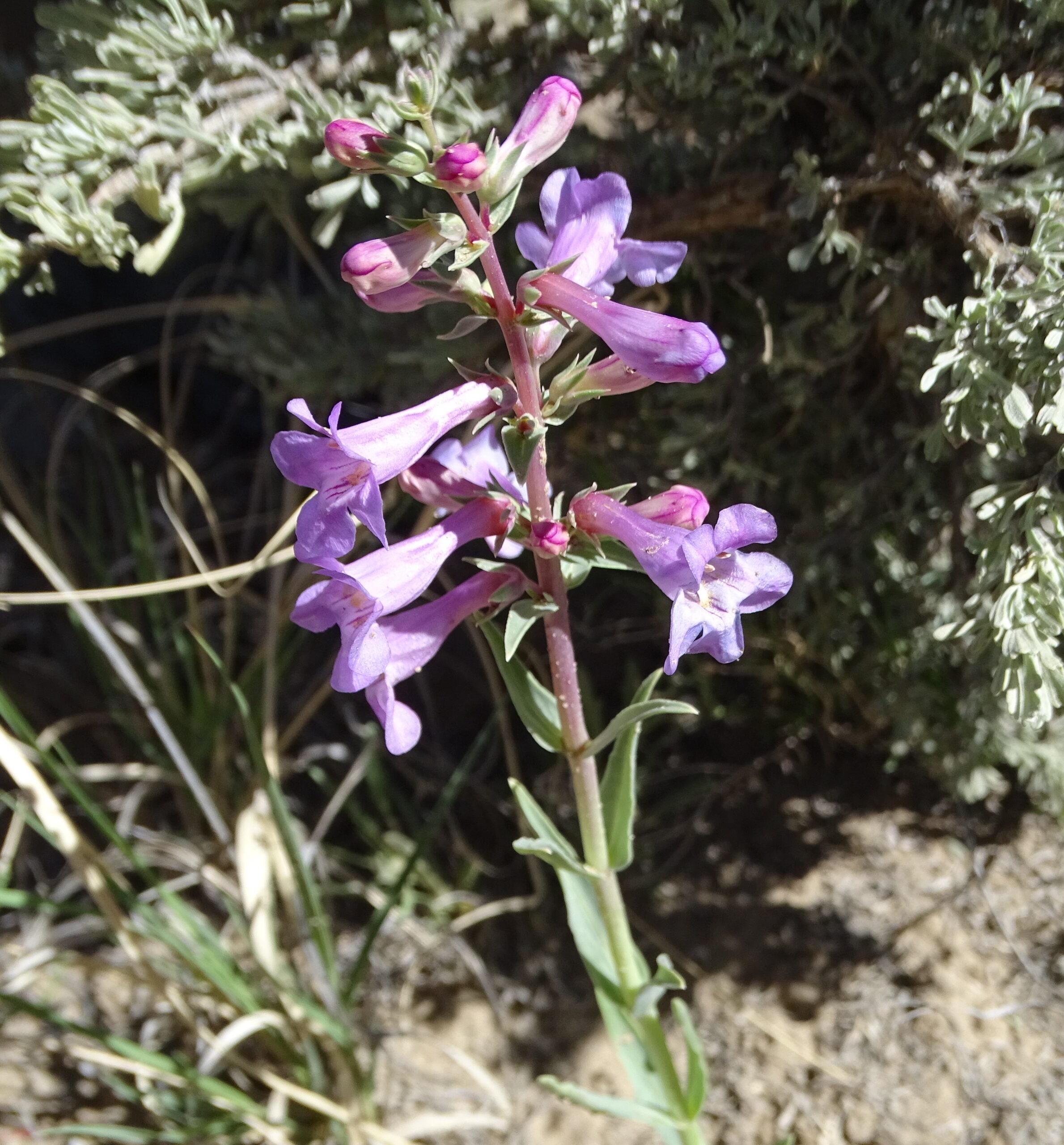 Penstemon angustifolius