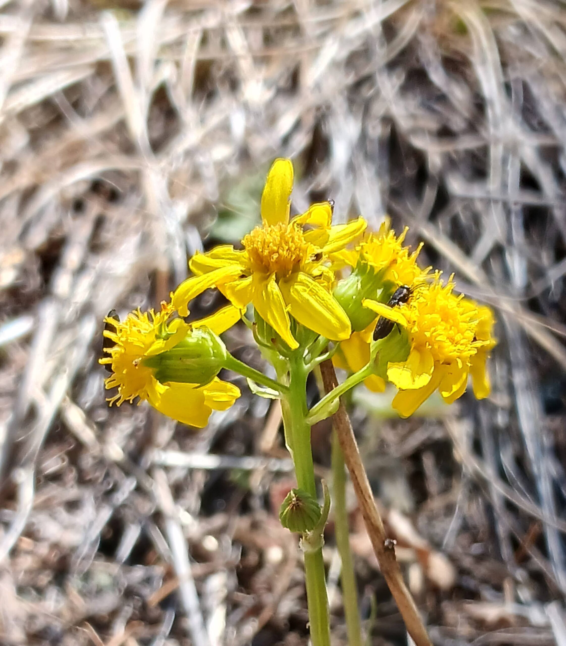Senecio wootonii