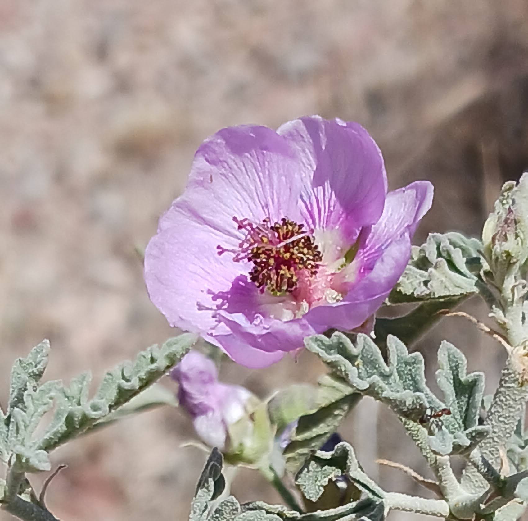 Sphaeralcea polychroma