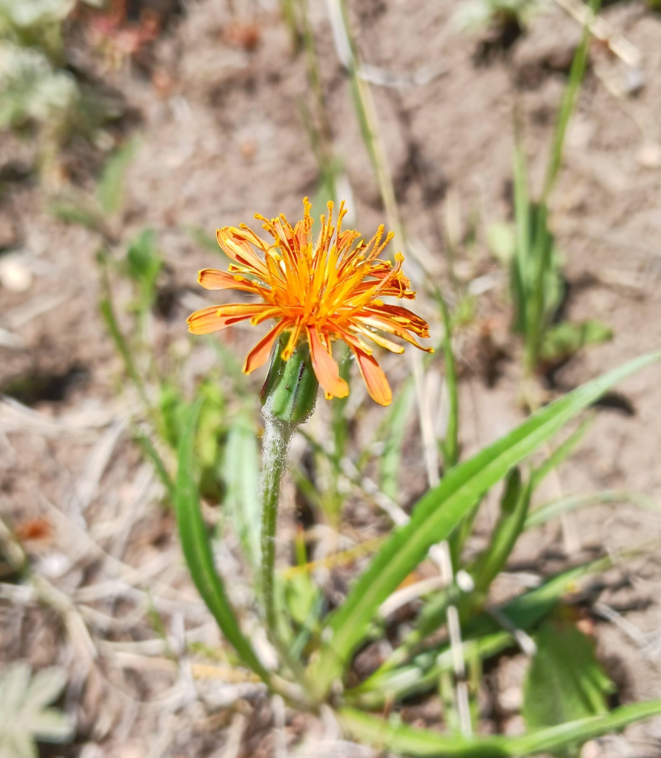 Agoseris aurantiaca