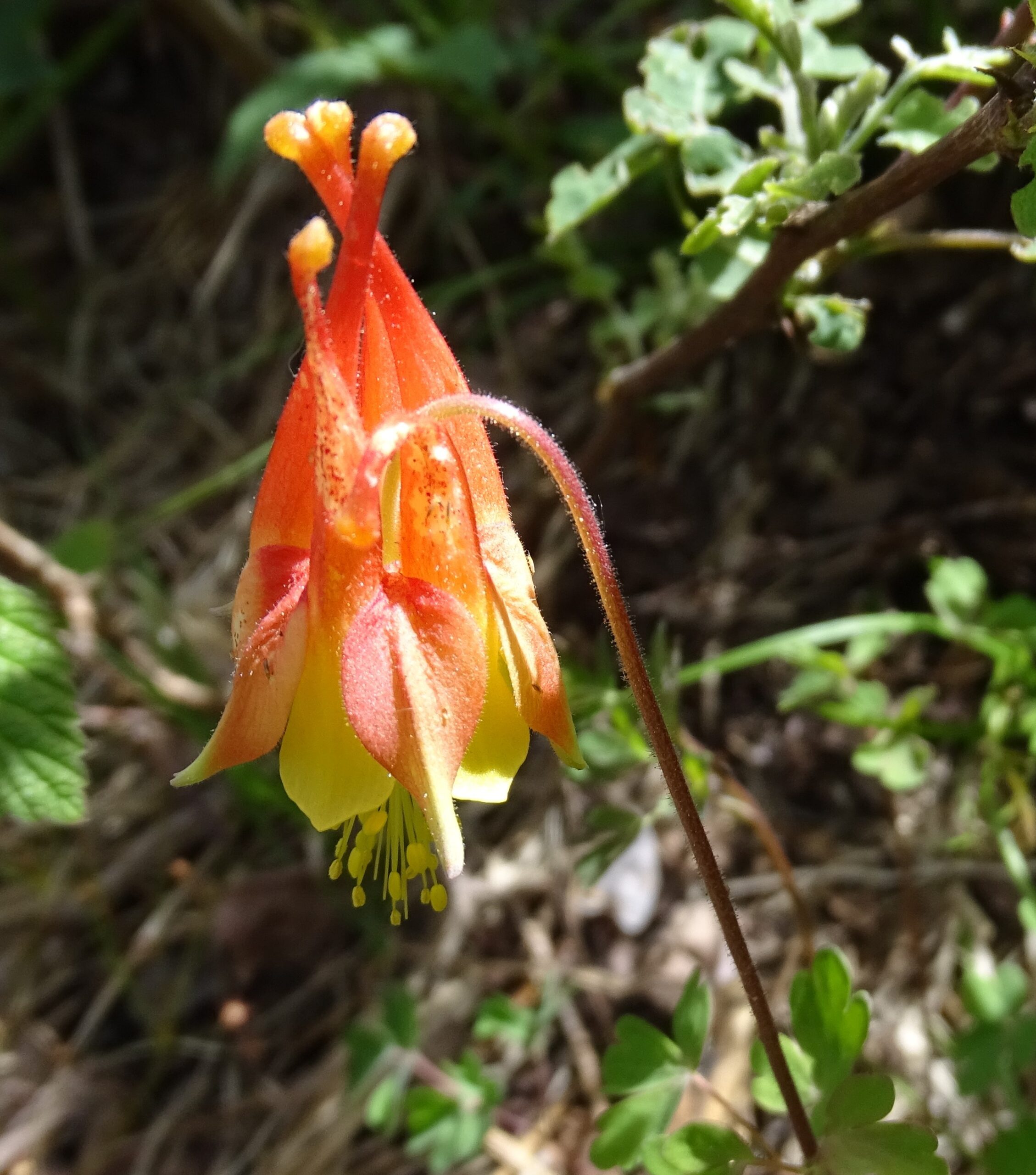 Aguilegia desertorum
