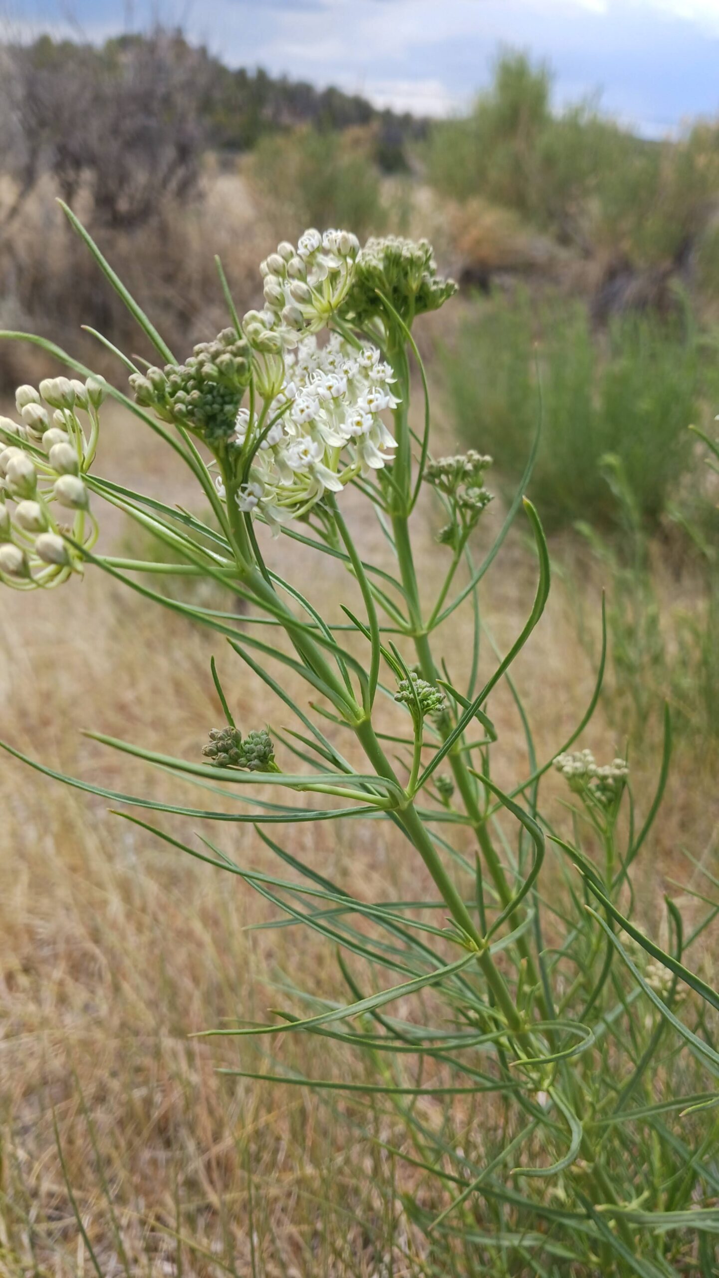 Asclepias subverticillata