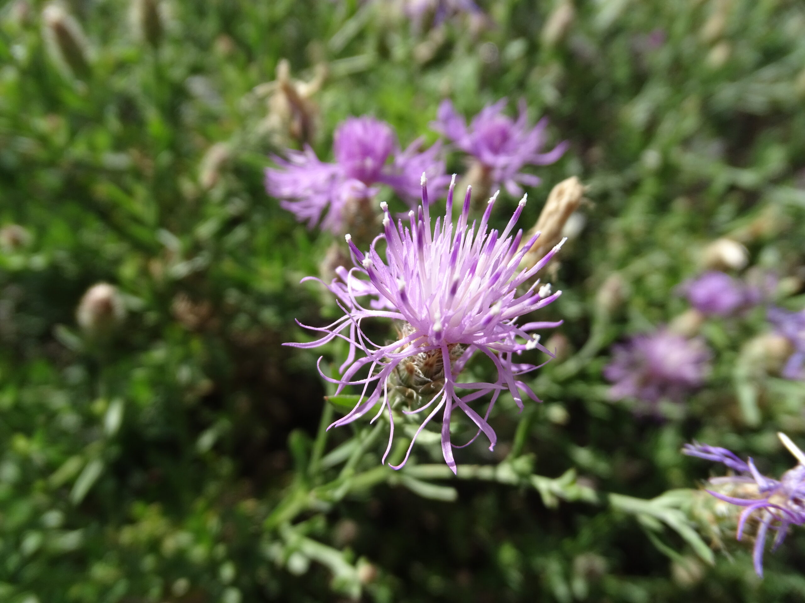 Centaurea stoebe