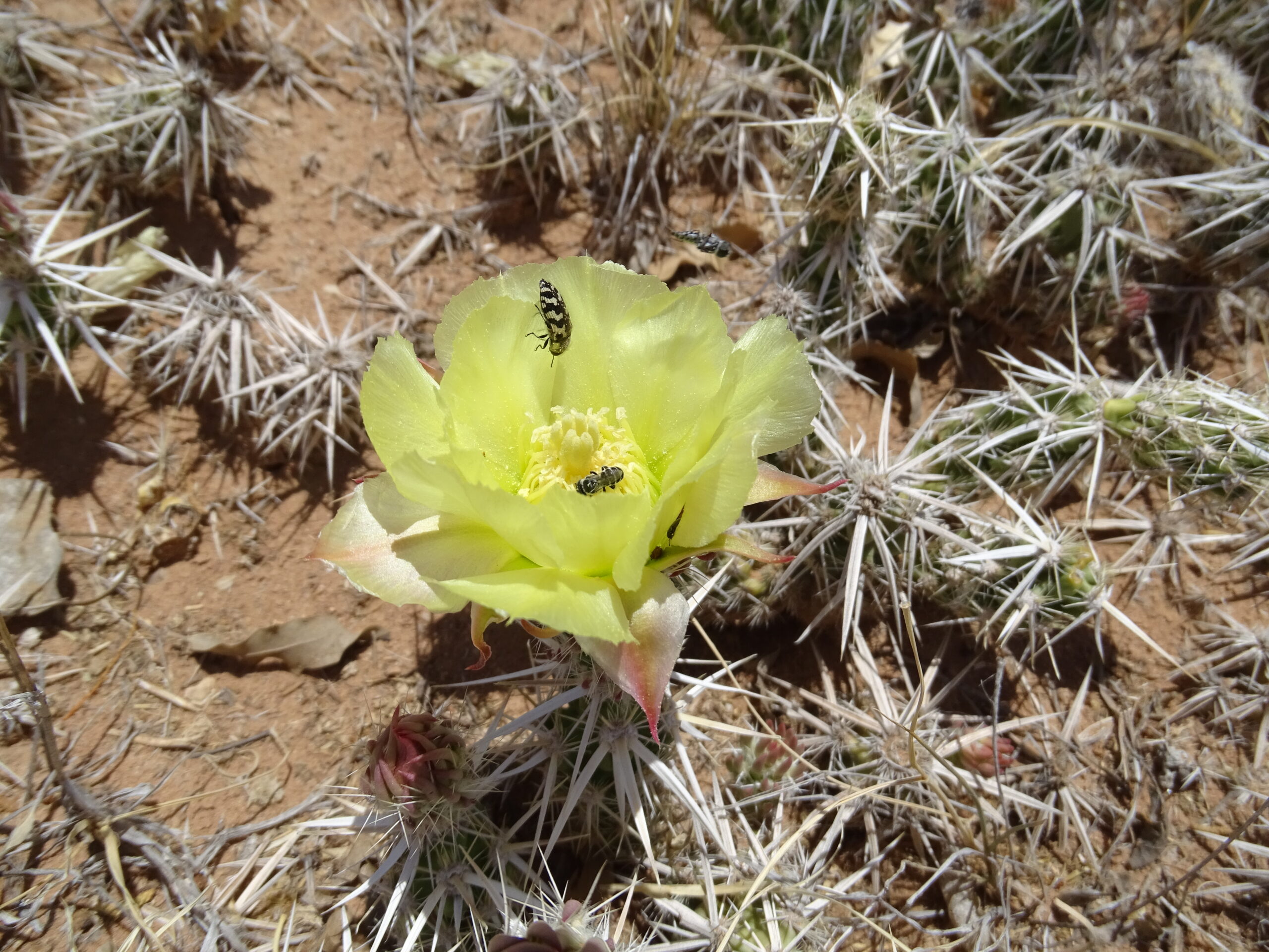 Grusonia clavata